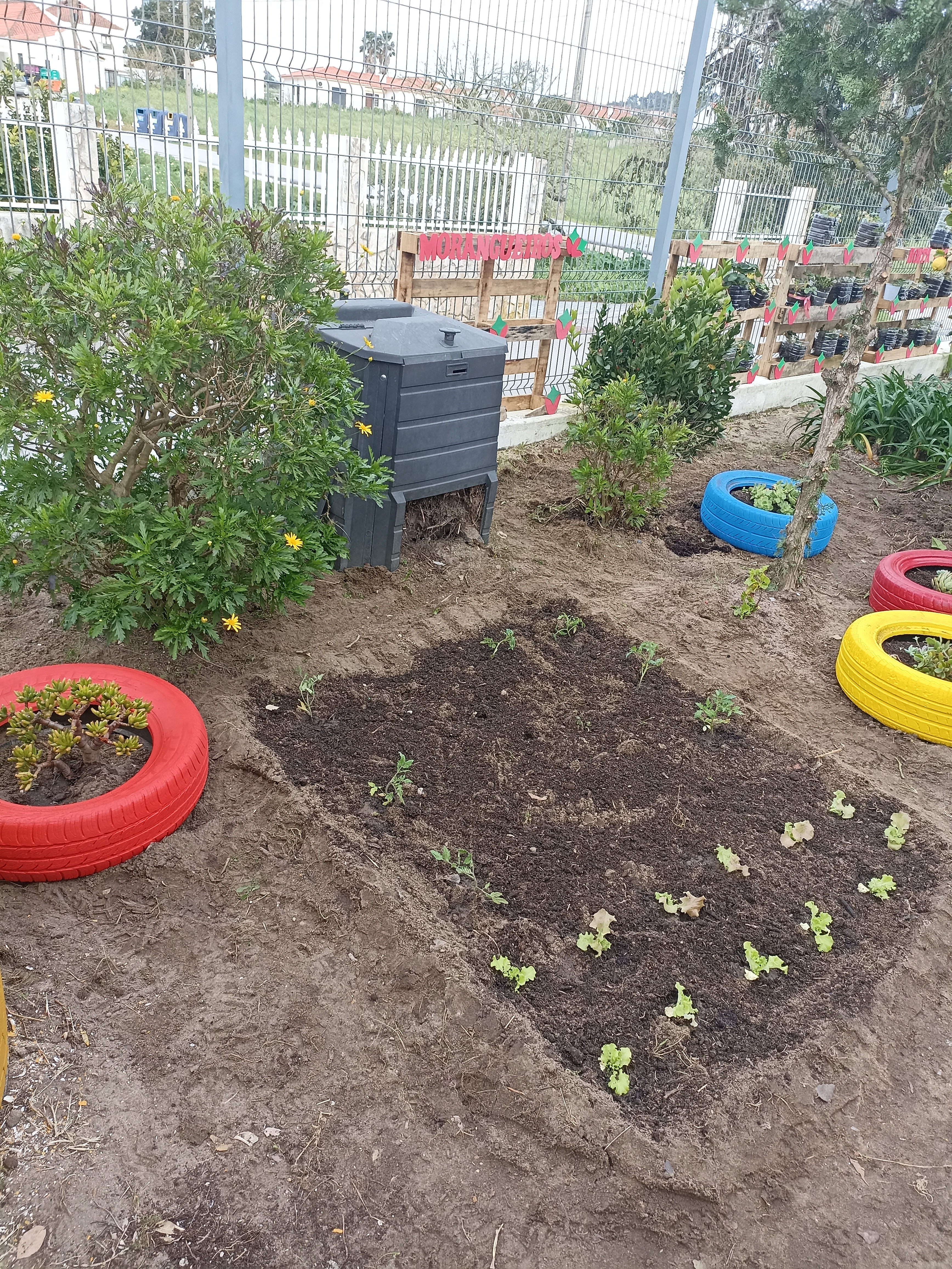 Plantamos alfaces e tomates