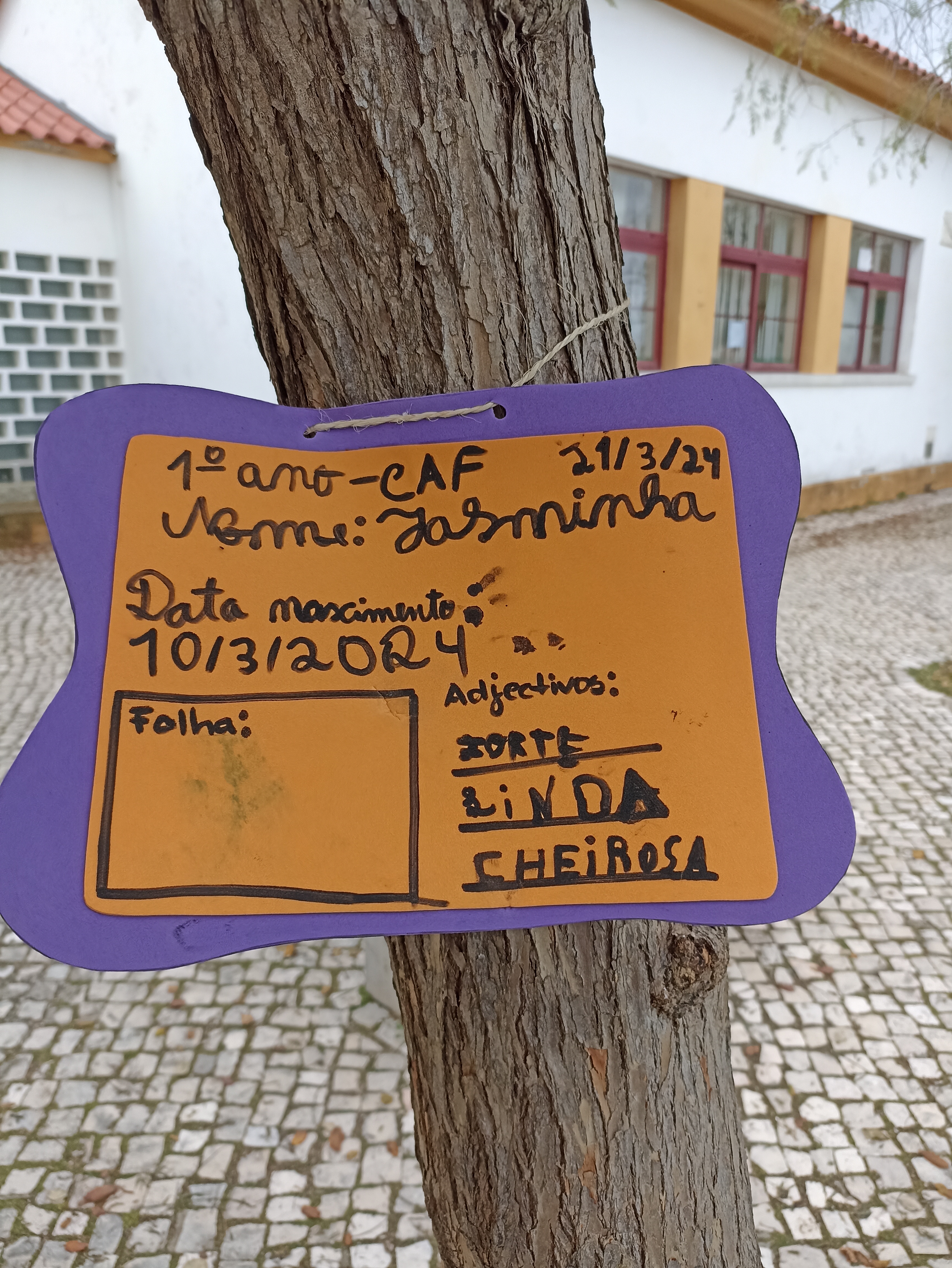 Adoptamos as árvores do nosso recreio.