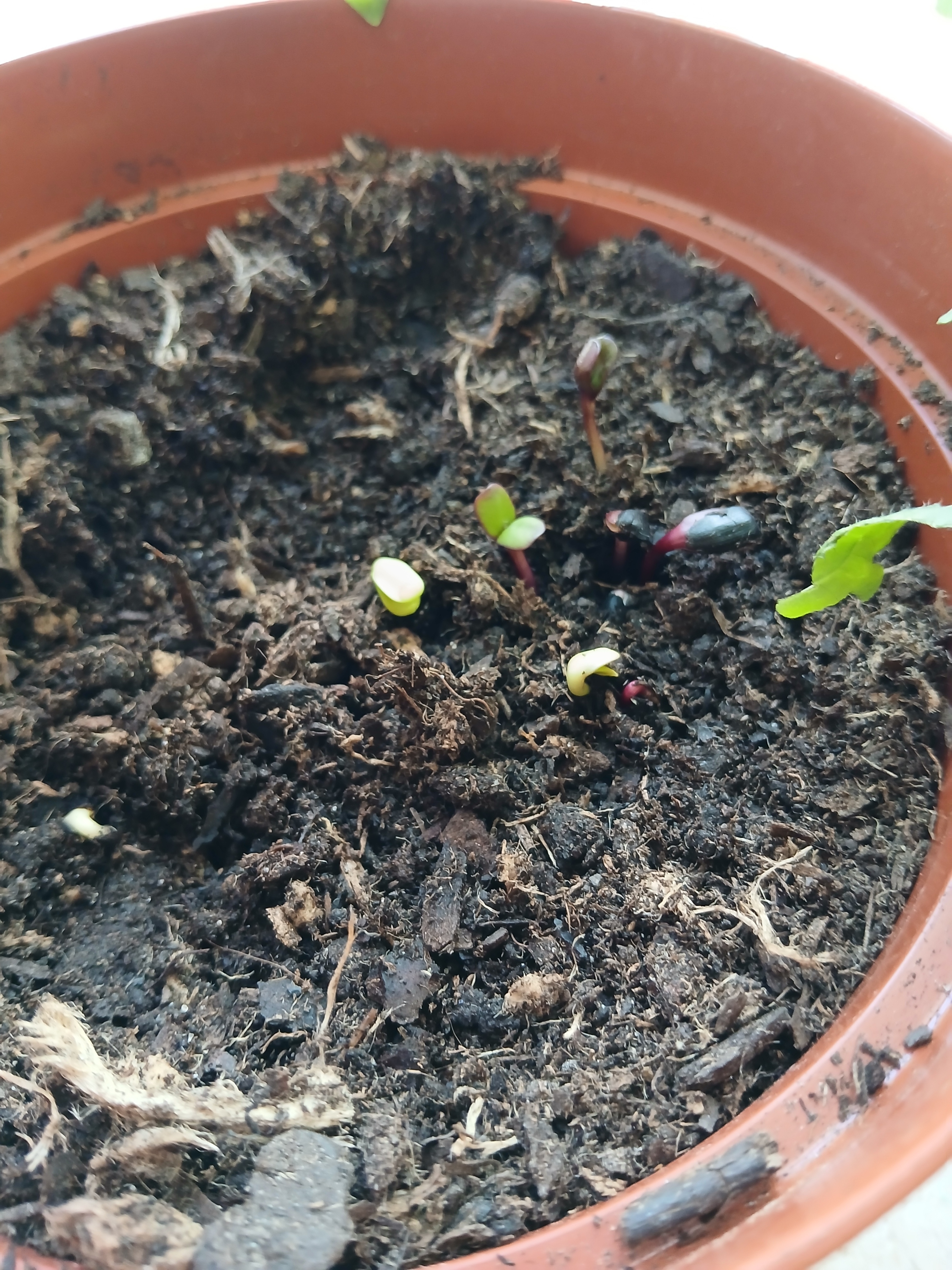 Plantação de sementes em vasos já que ainda não tinha sido arranjado o espaço para a horta.