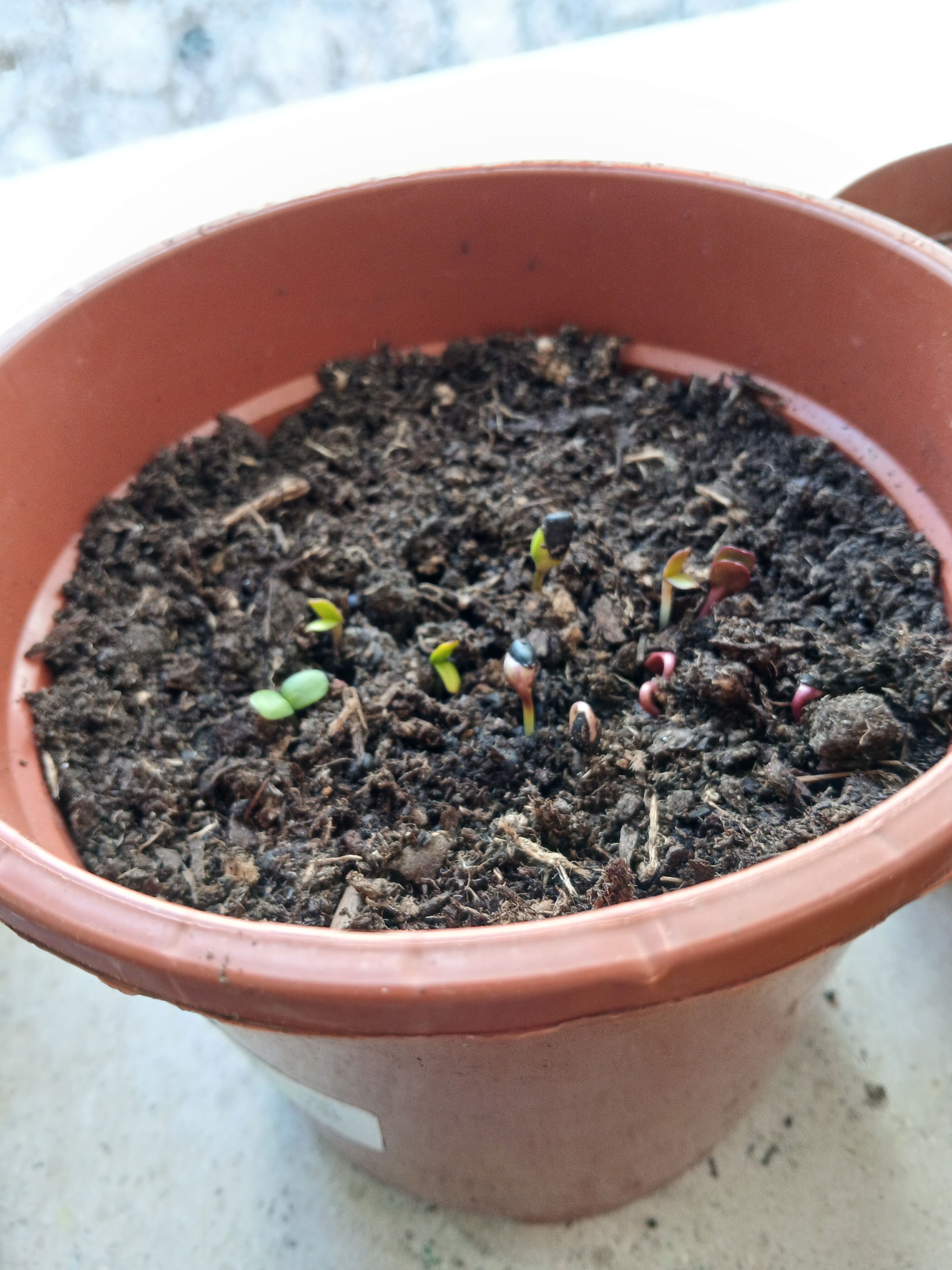 Germinação das sementes...