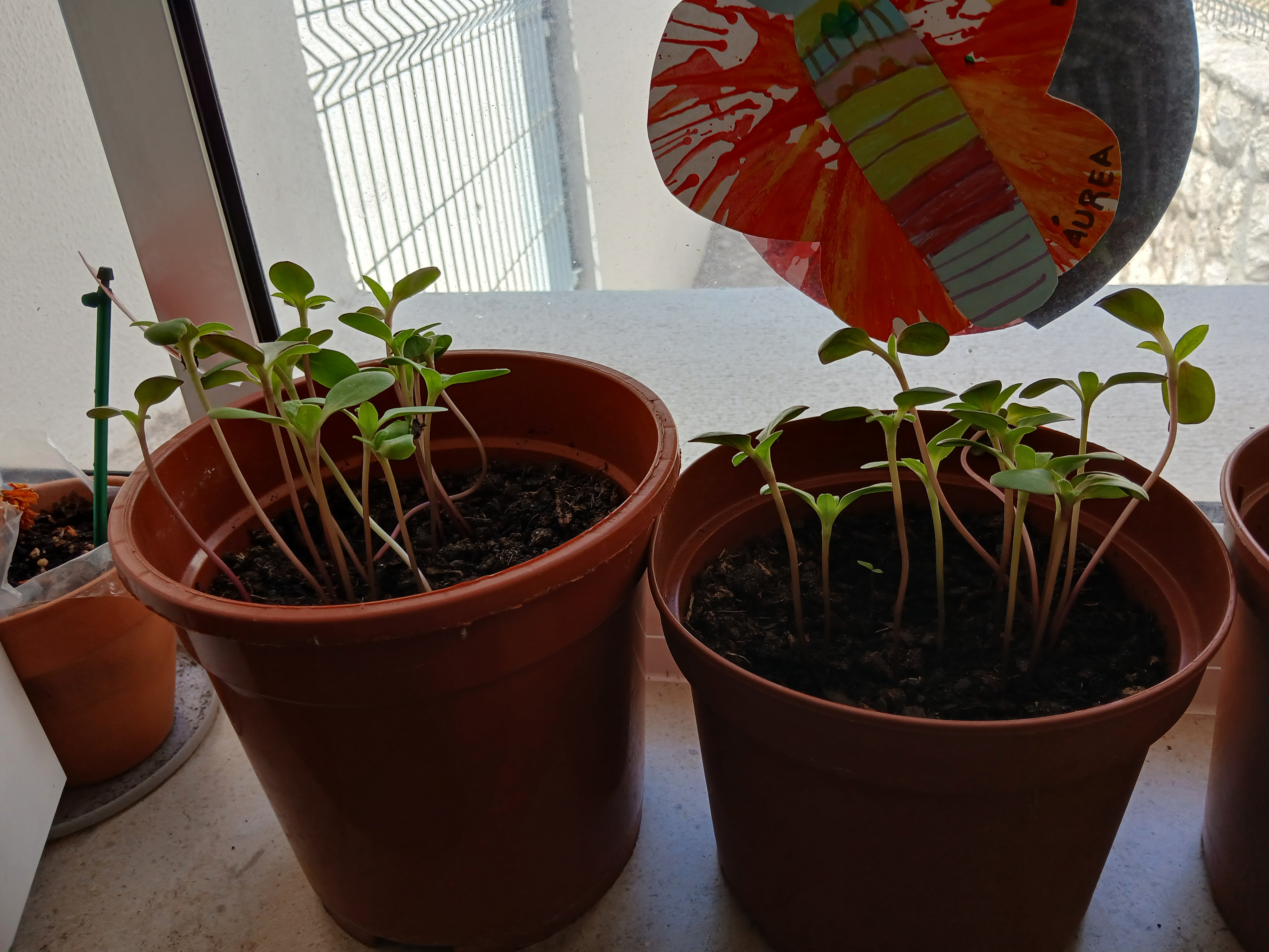 Mais tarde...as plantinhas de girassol...