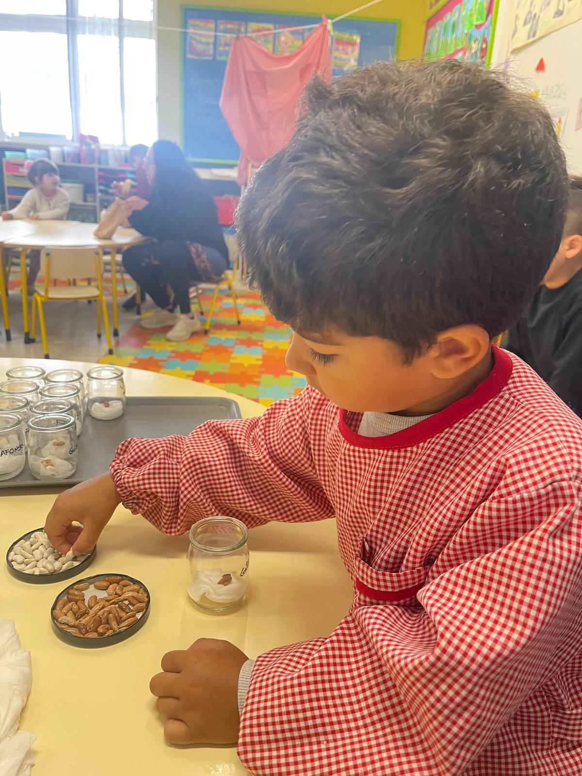 Os feijões ...a sua escolha, numa das aulas sobre a germinação de plantinhas...