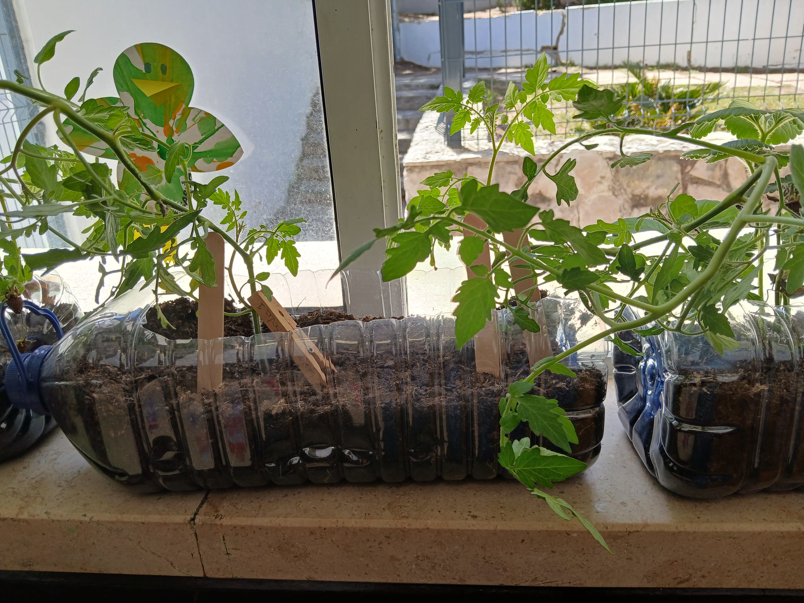 Plantação em garrafões de água de morangueiros e tomateiros...