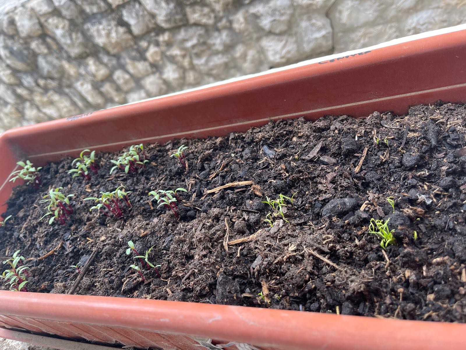 A germinação das sementinhas...