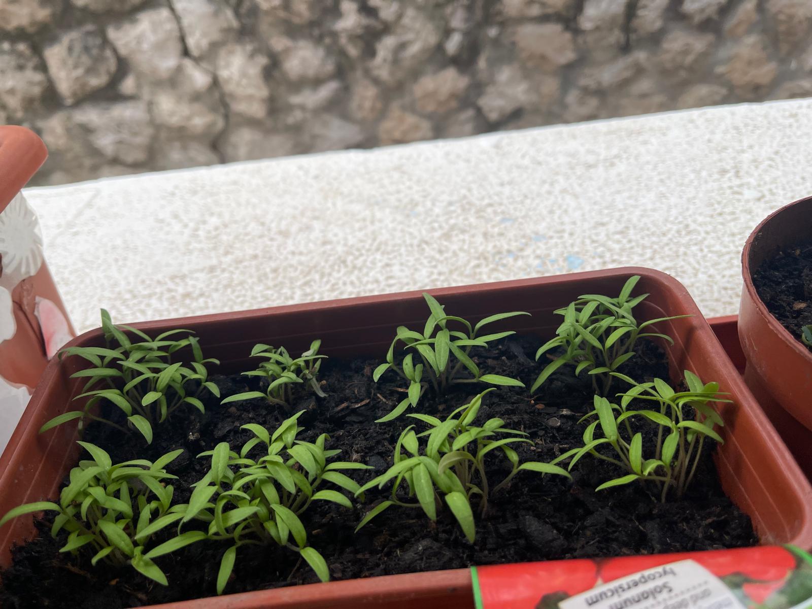 As plantinhas a crescer...