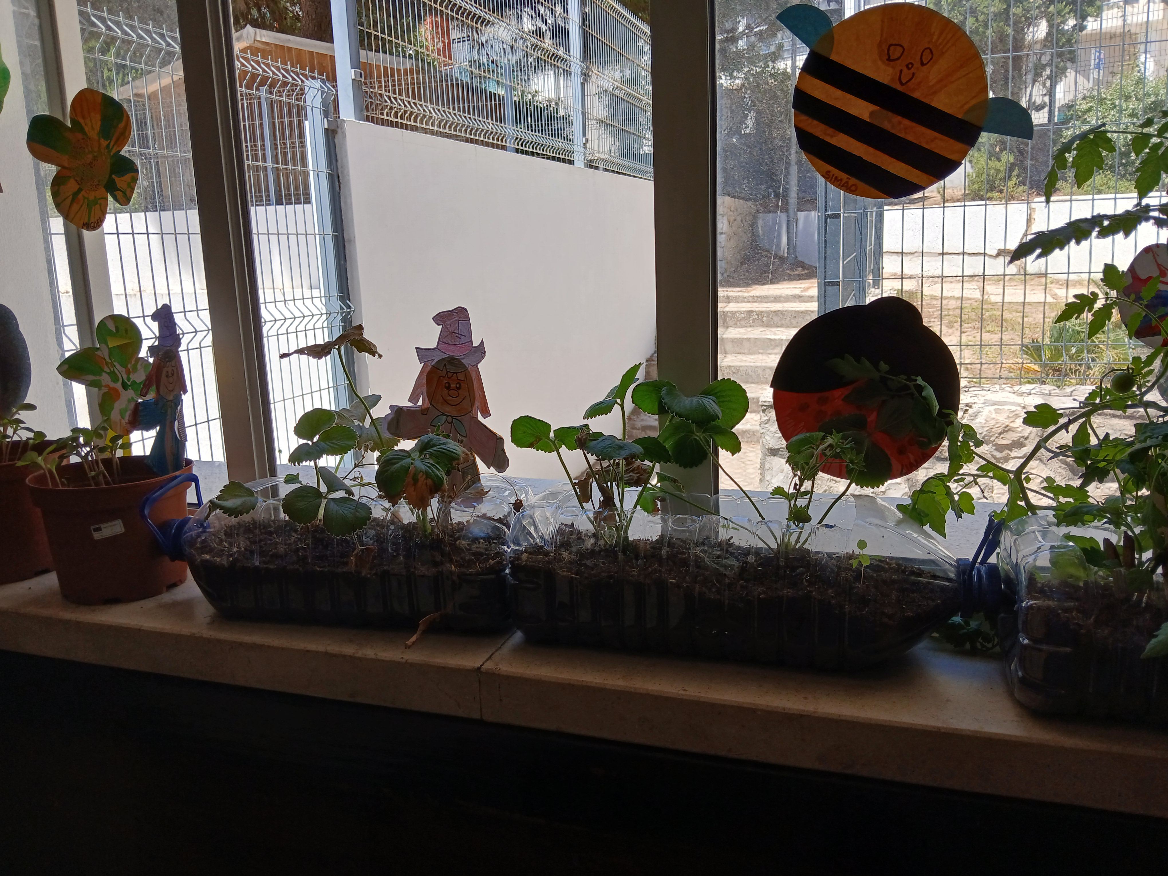 Como as plantinhas cresceram ...