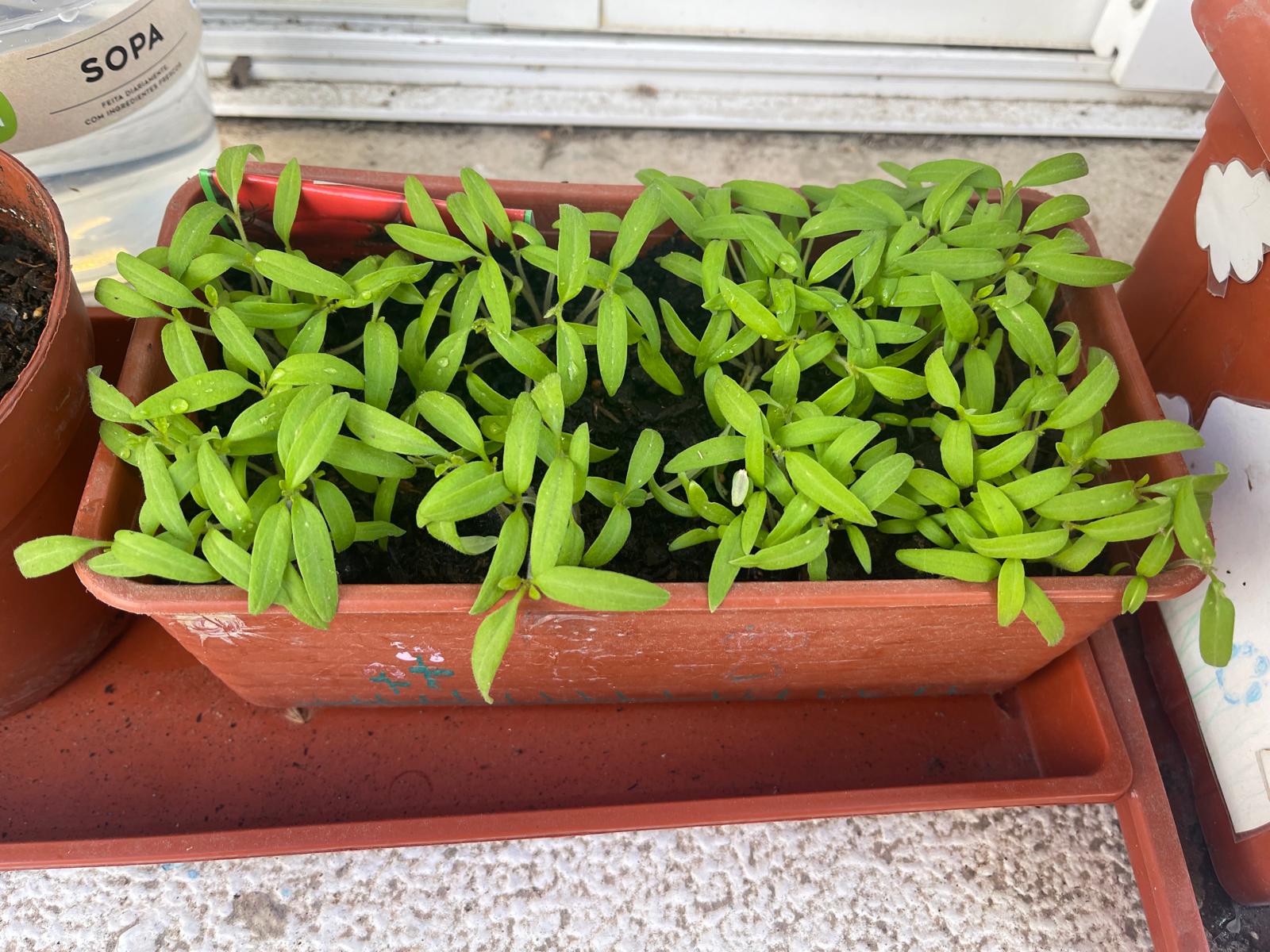 Crescimento das plantinhas...
