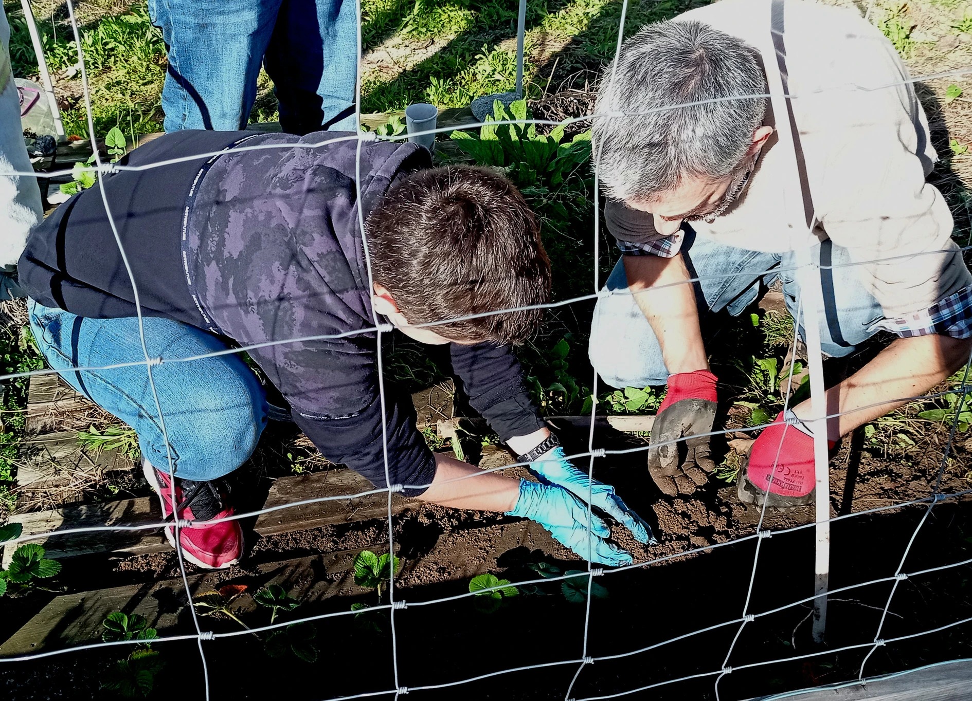 Plantação de morangos