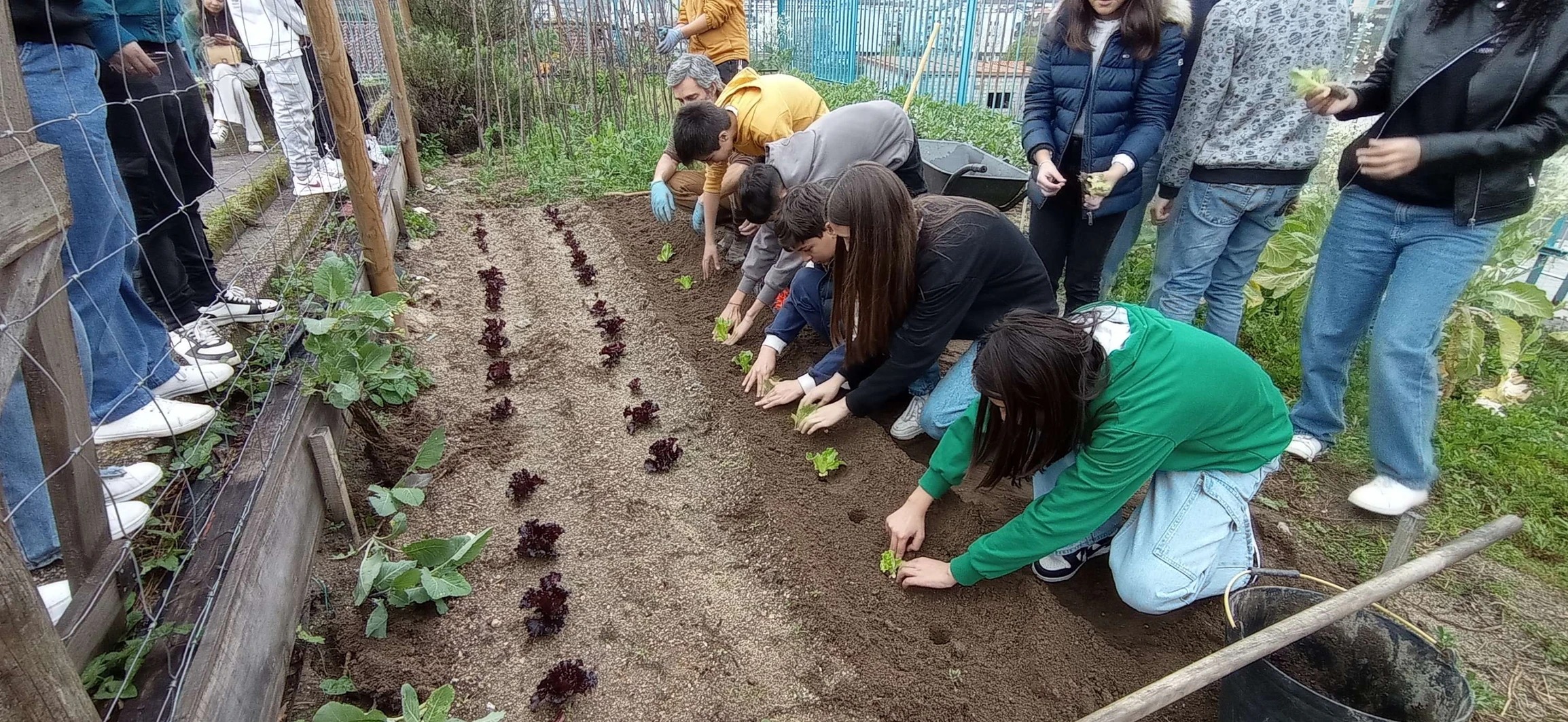 Plantação de alfaces