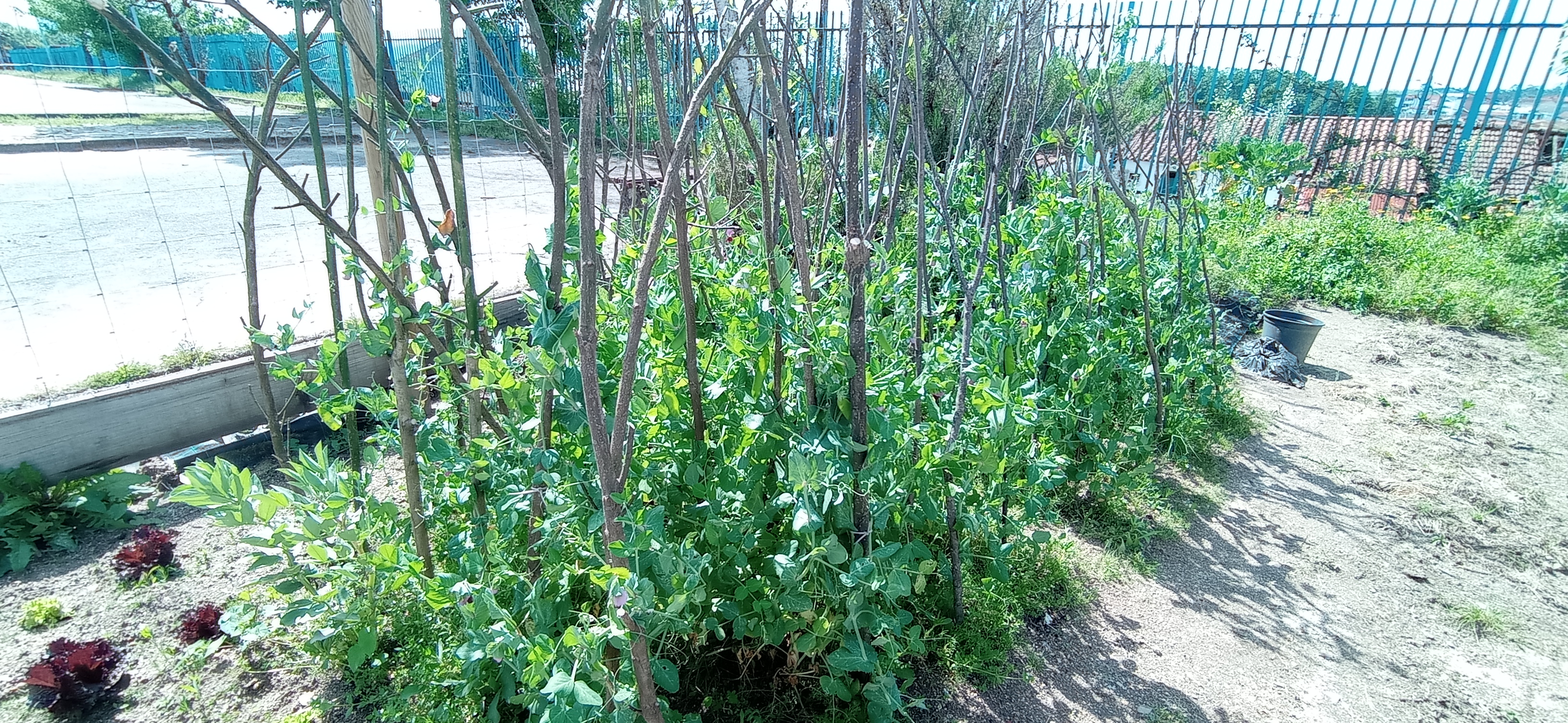 Talhão de Ervilhas