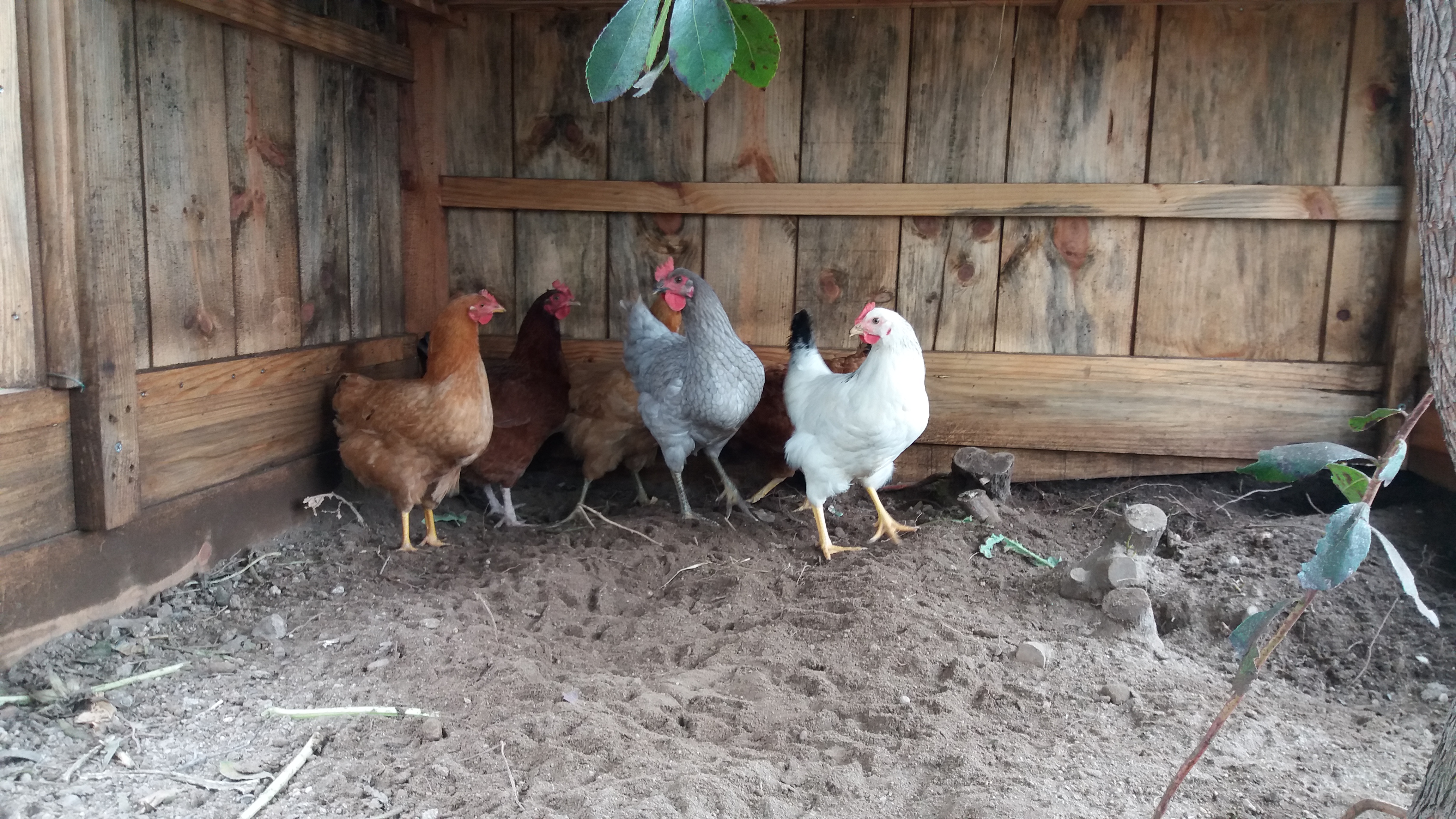 Habitantes do galinheiro!
