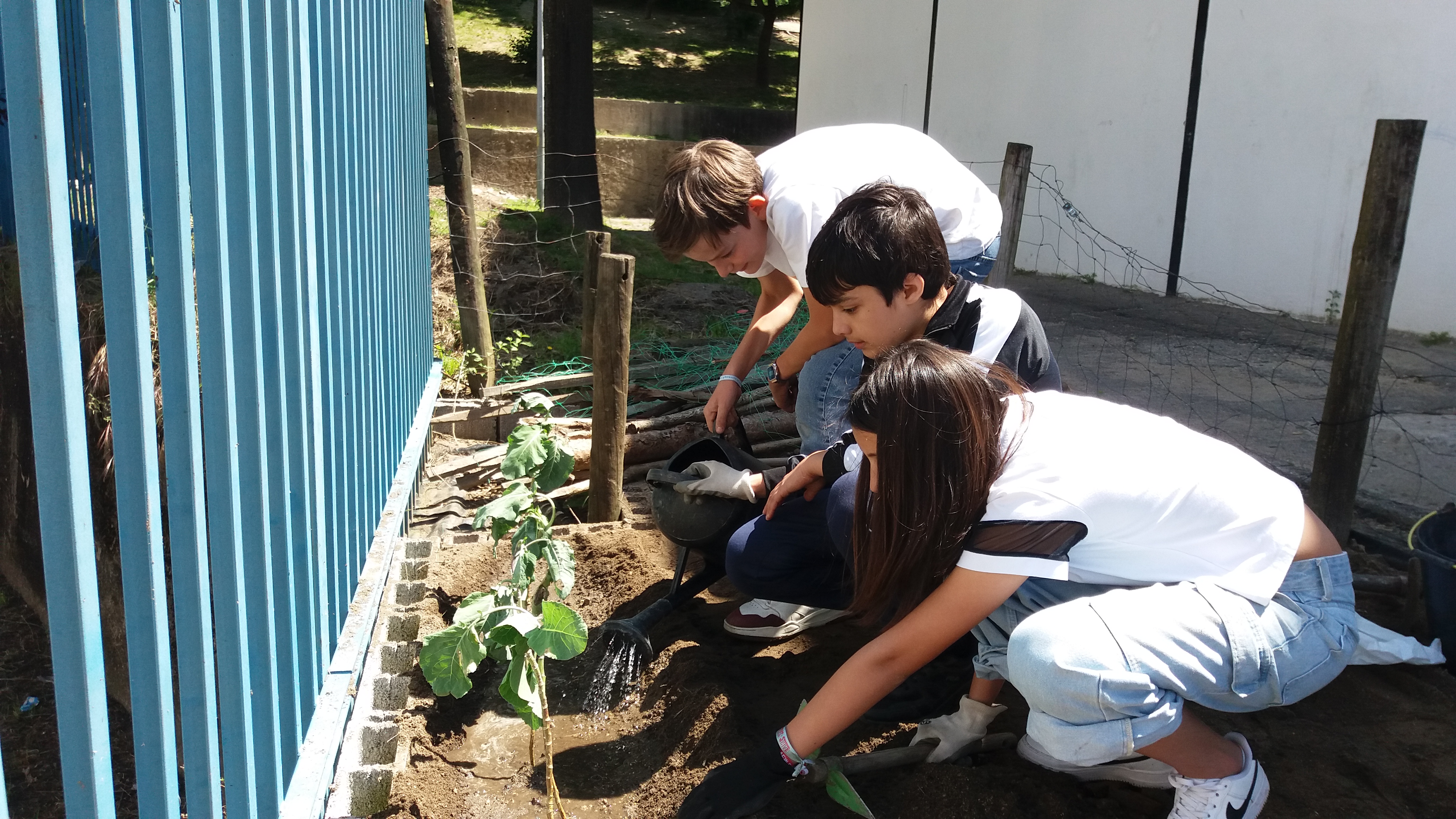 Plantação de couves e pepinos.