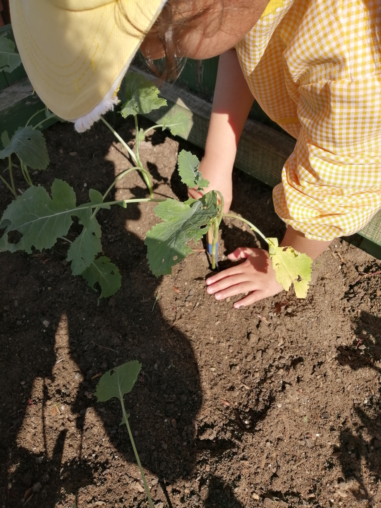 Plantamos nabiças.