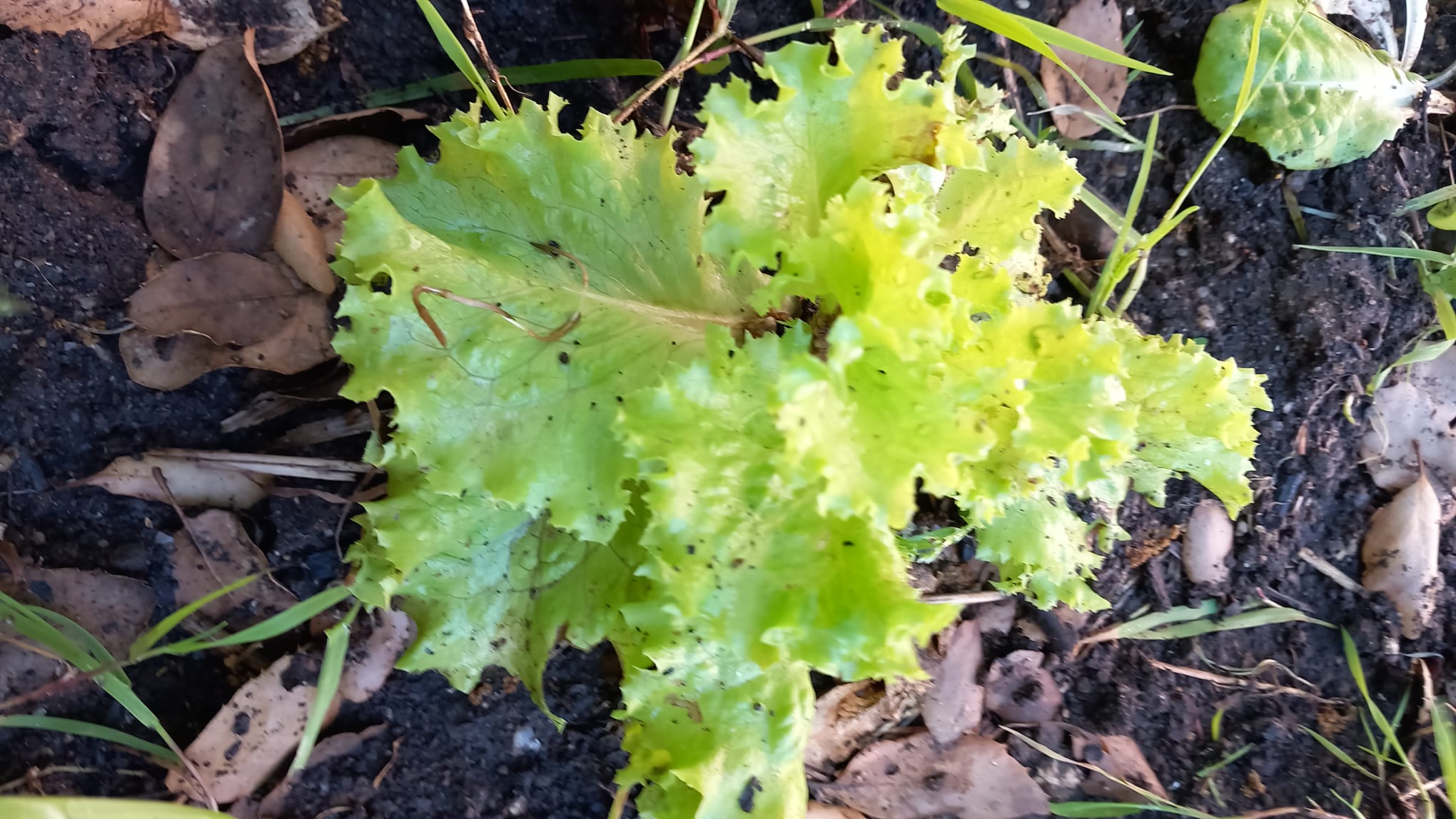 Alface para uma salada