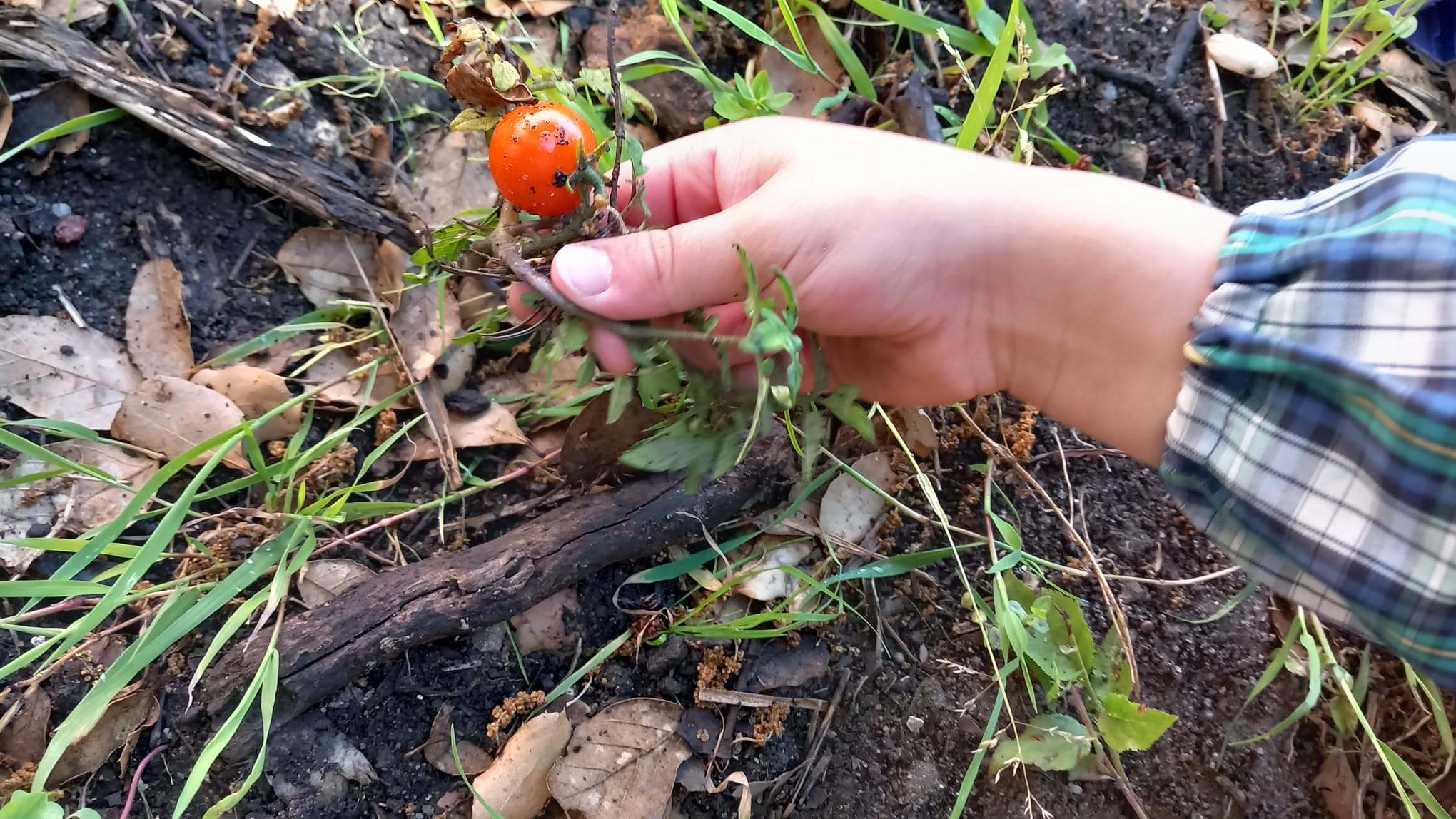 A apanha de tomate Cherry