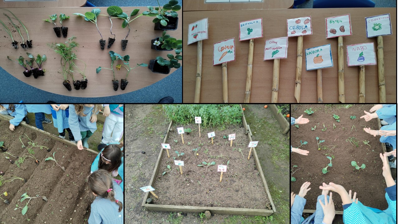 Preparação da terra, plantação/sementeira e  identificação das plantas
