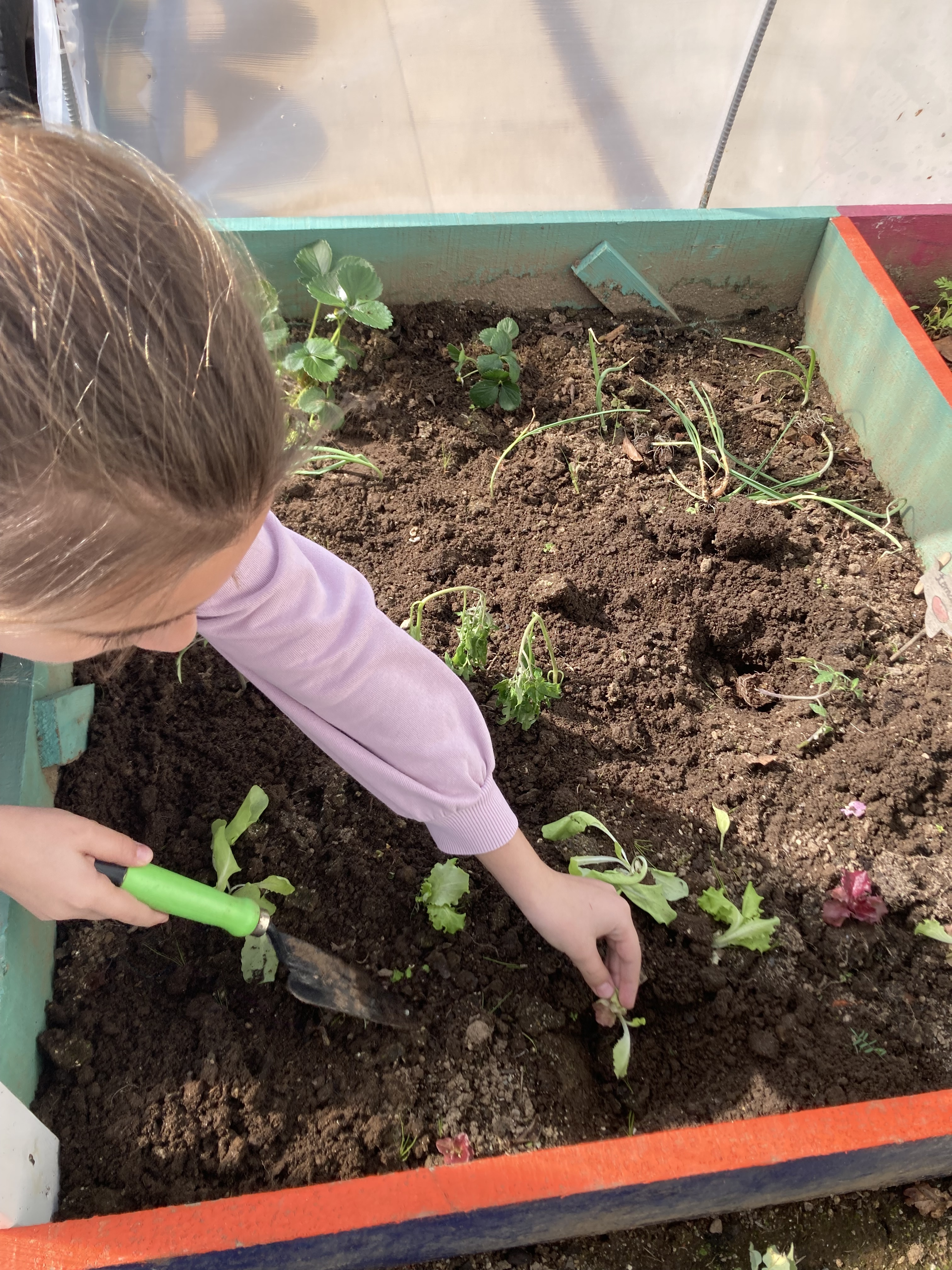 Plantação de produtos hortícolas.