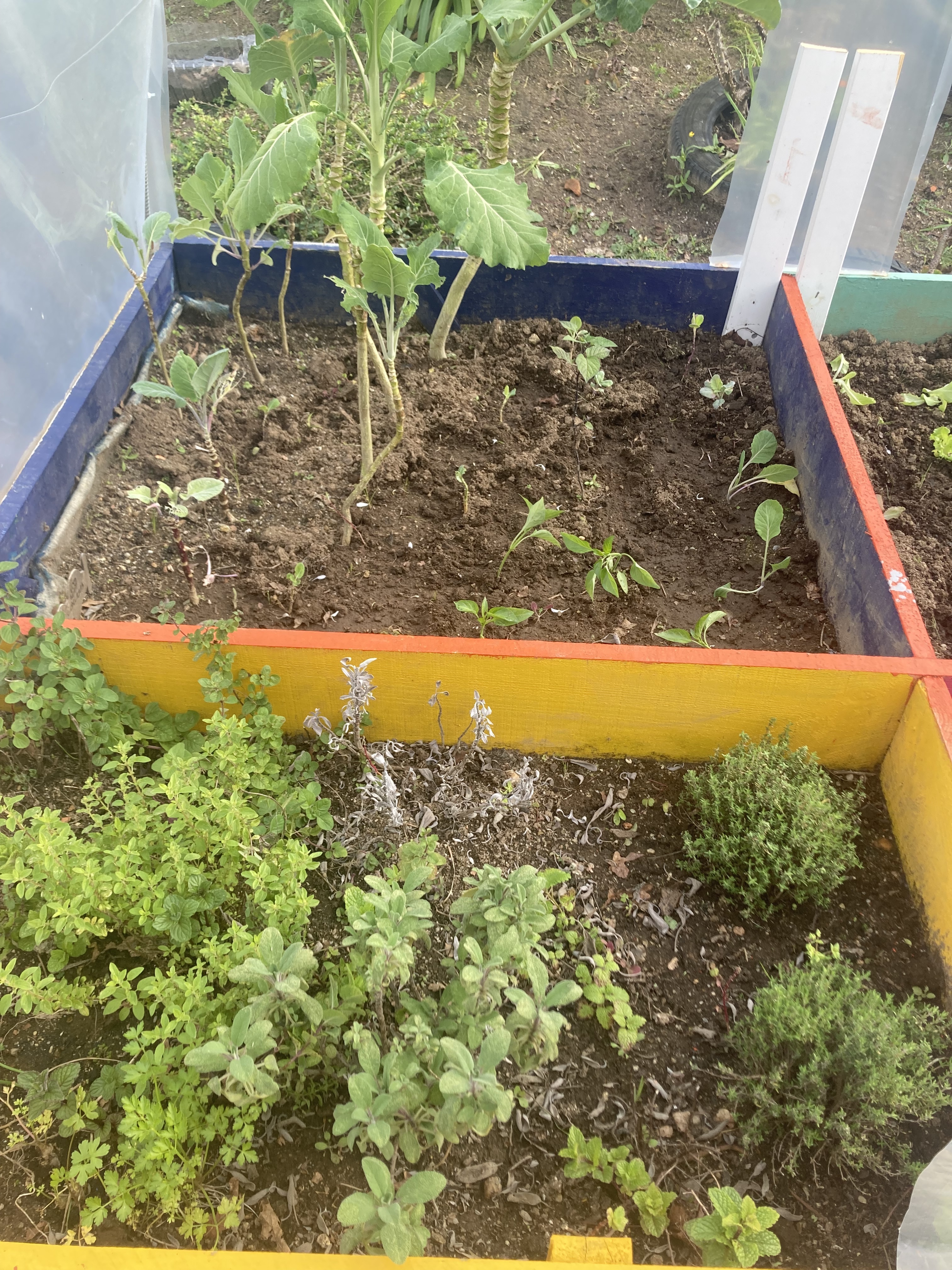 Plantas aromáticas.