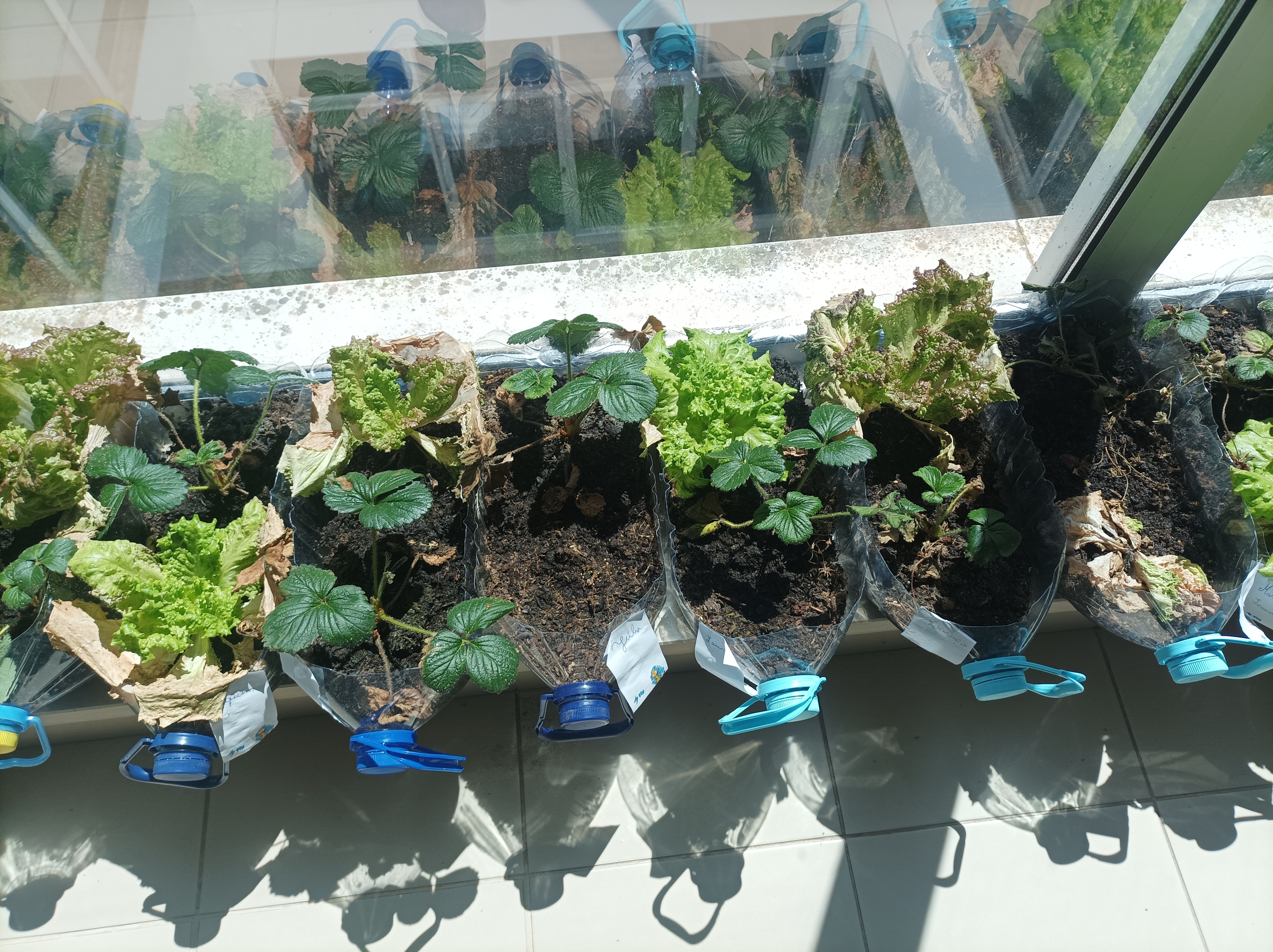 Plantação de alfaces e couves 1º ciclo
