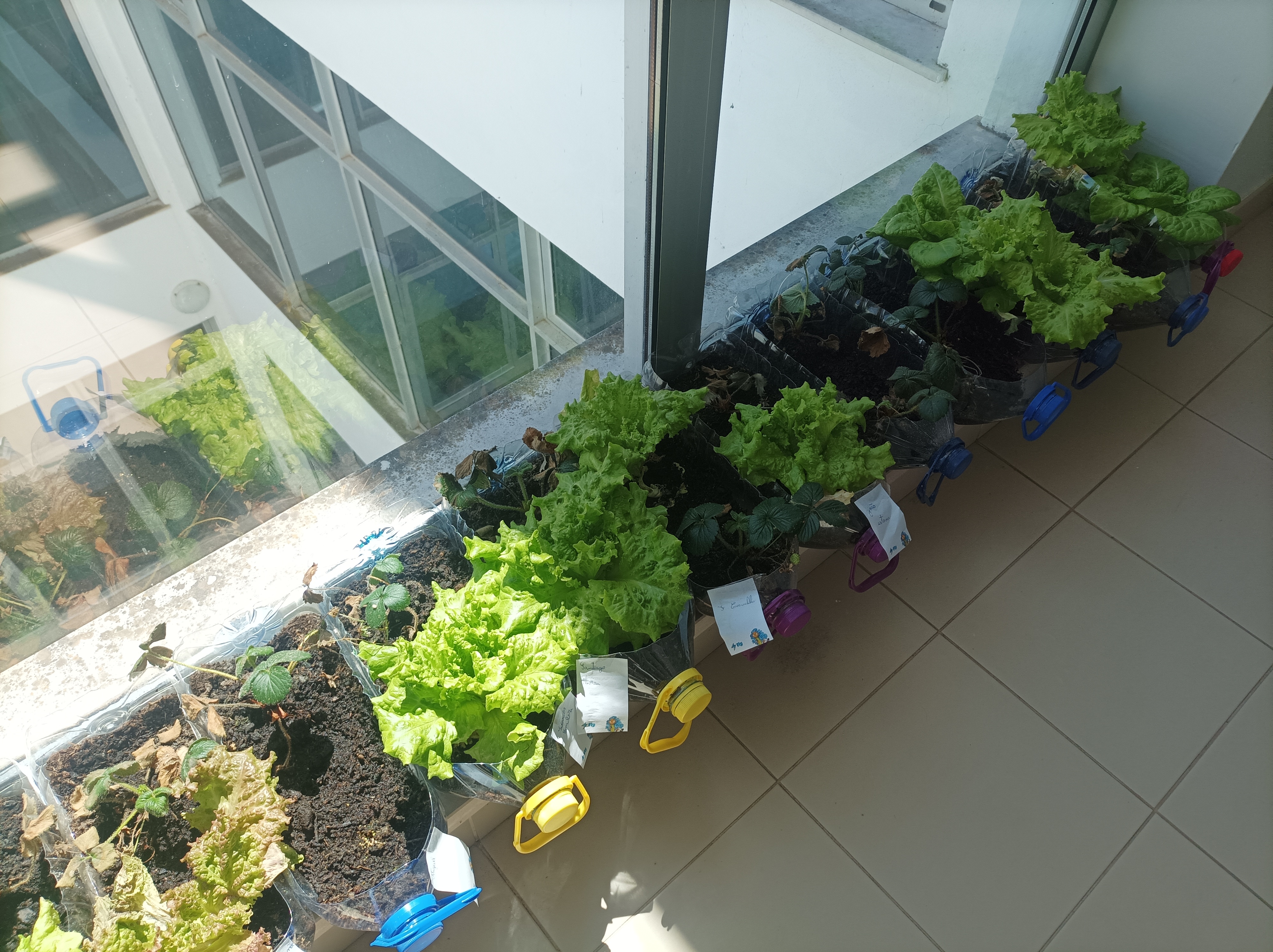 Alfaces plantadas em vasos