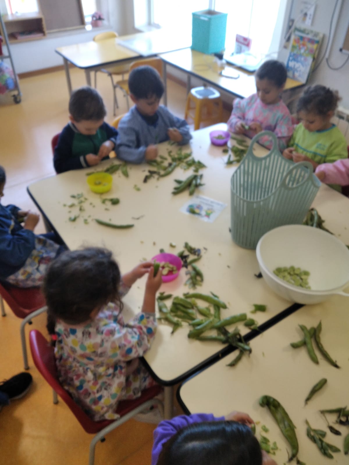 Depois da colheita das favas o descascar para depois provar
