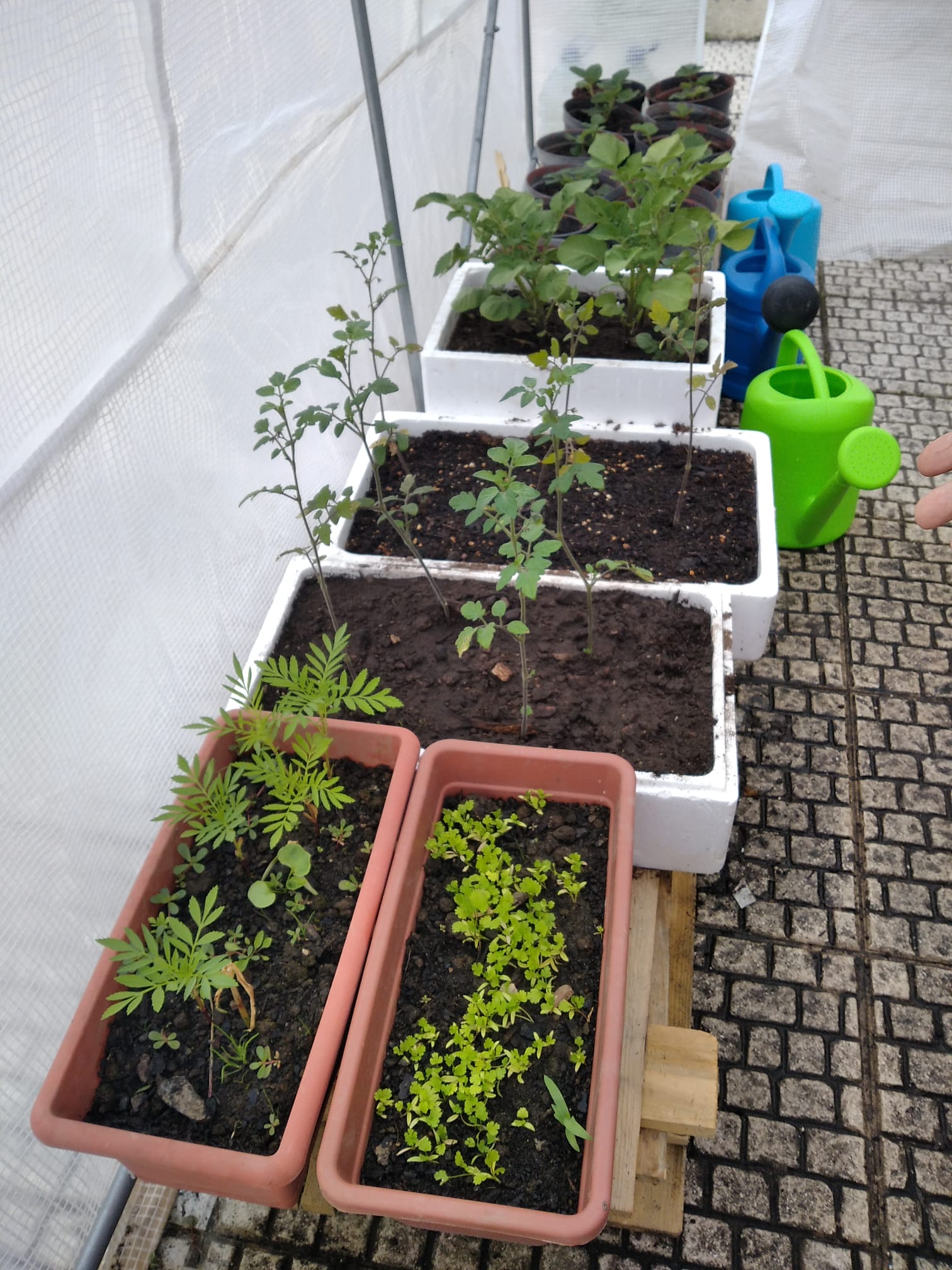 Vista lateral da estufa com flores prontas a plantar, tomates cereja e batateiras.