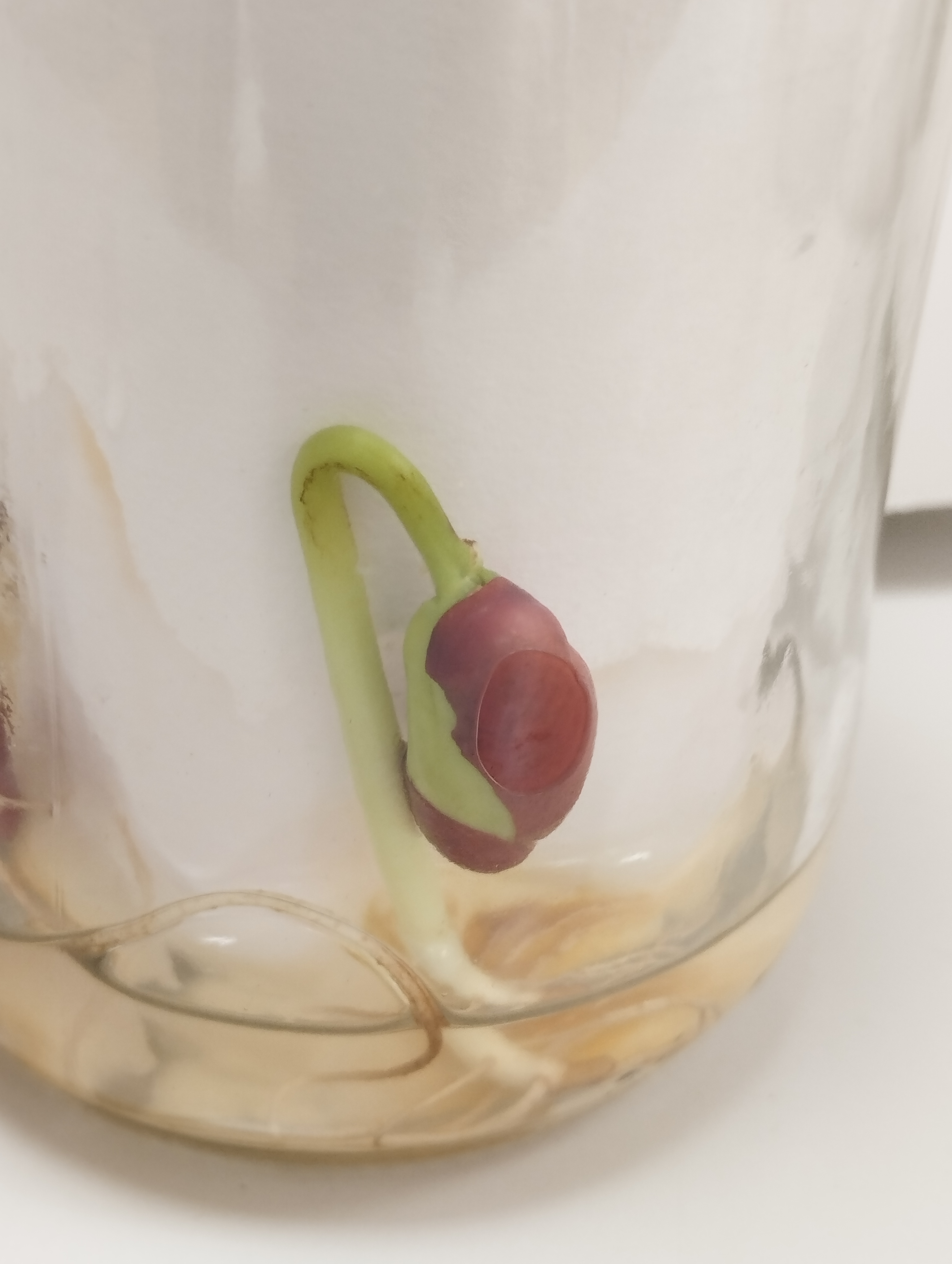 Experiência da germinação do feijão no copo.