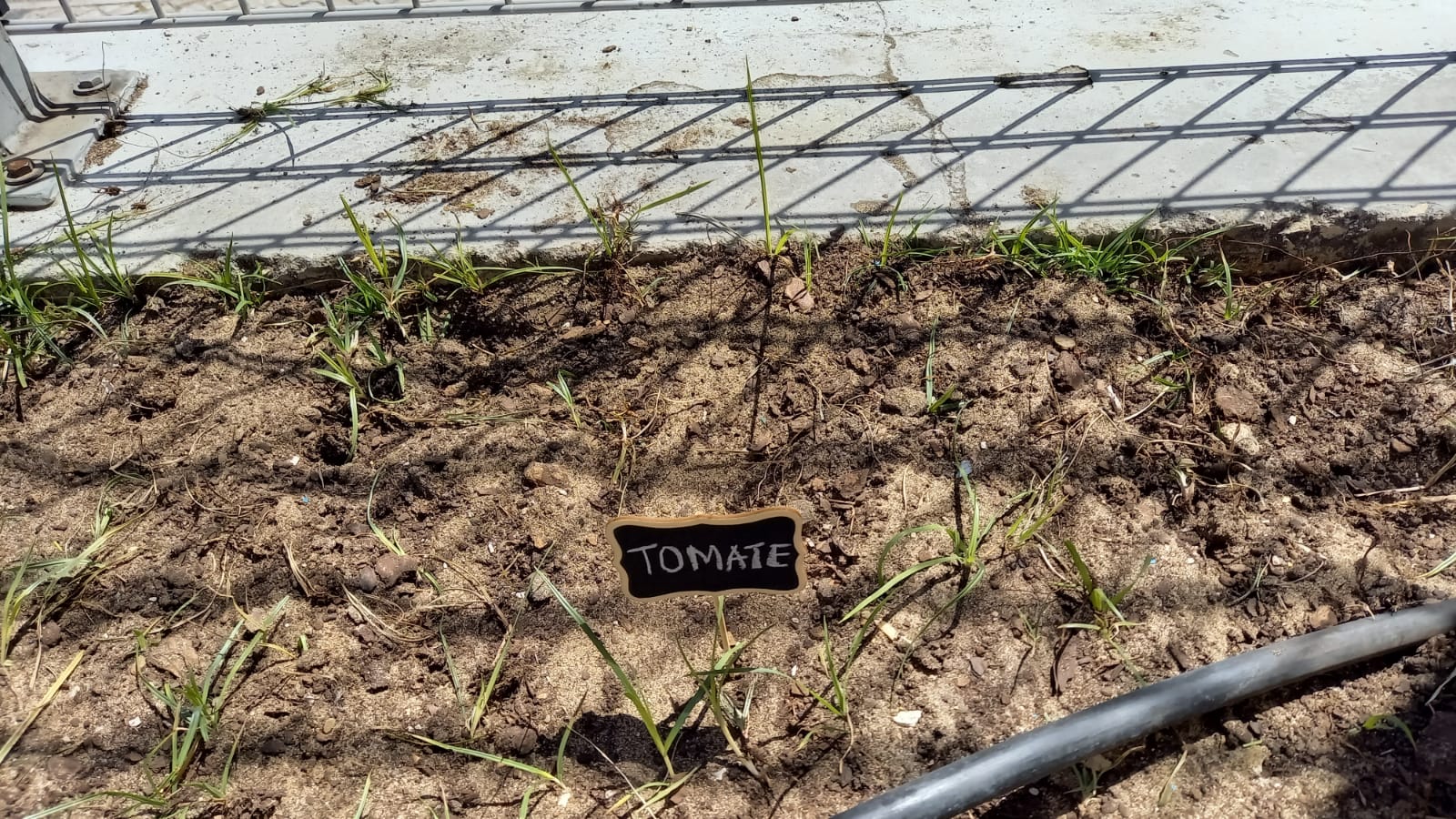 Sementeira do tomate.