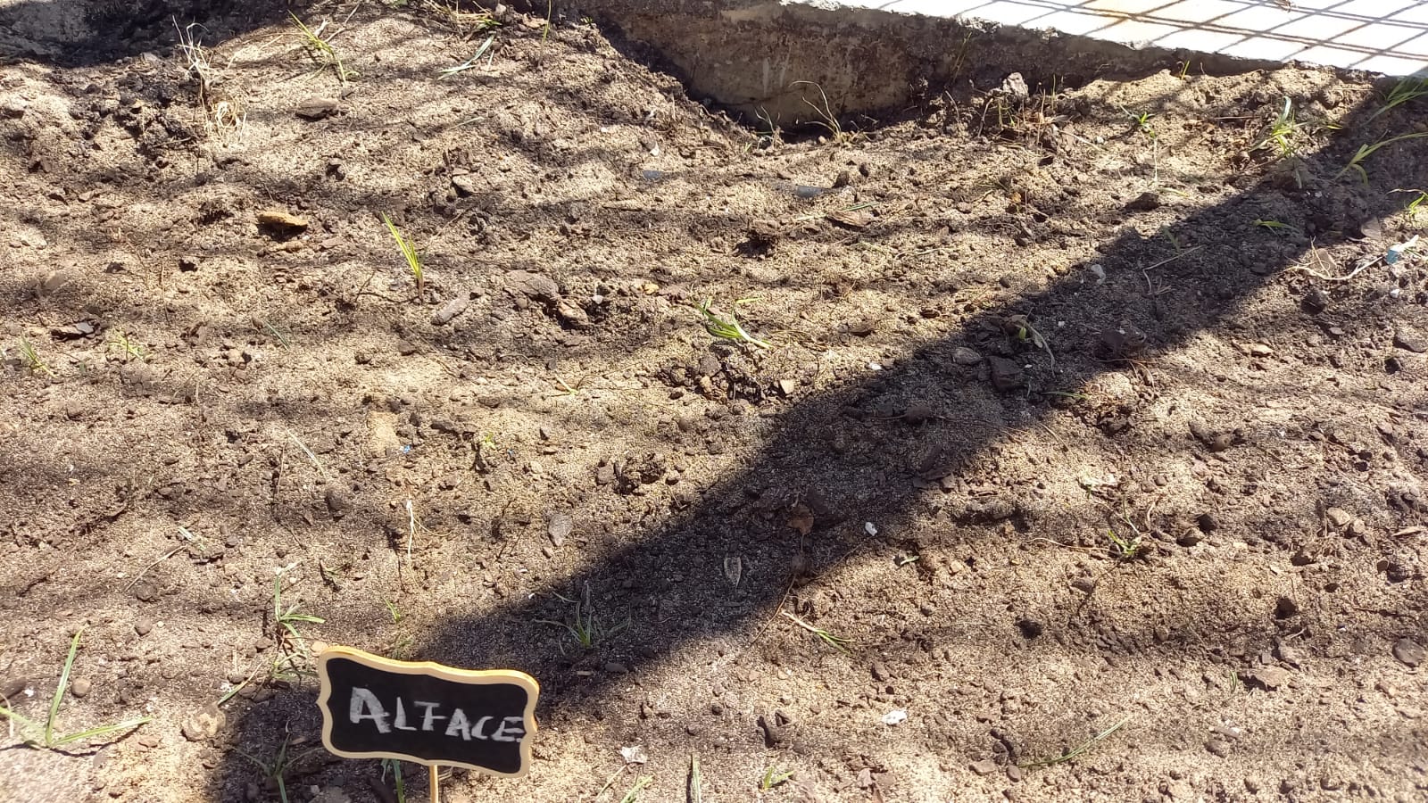 Sementeira da alface.