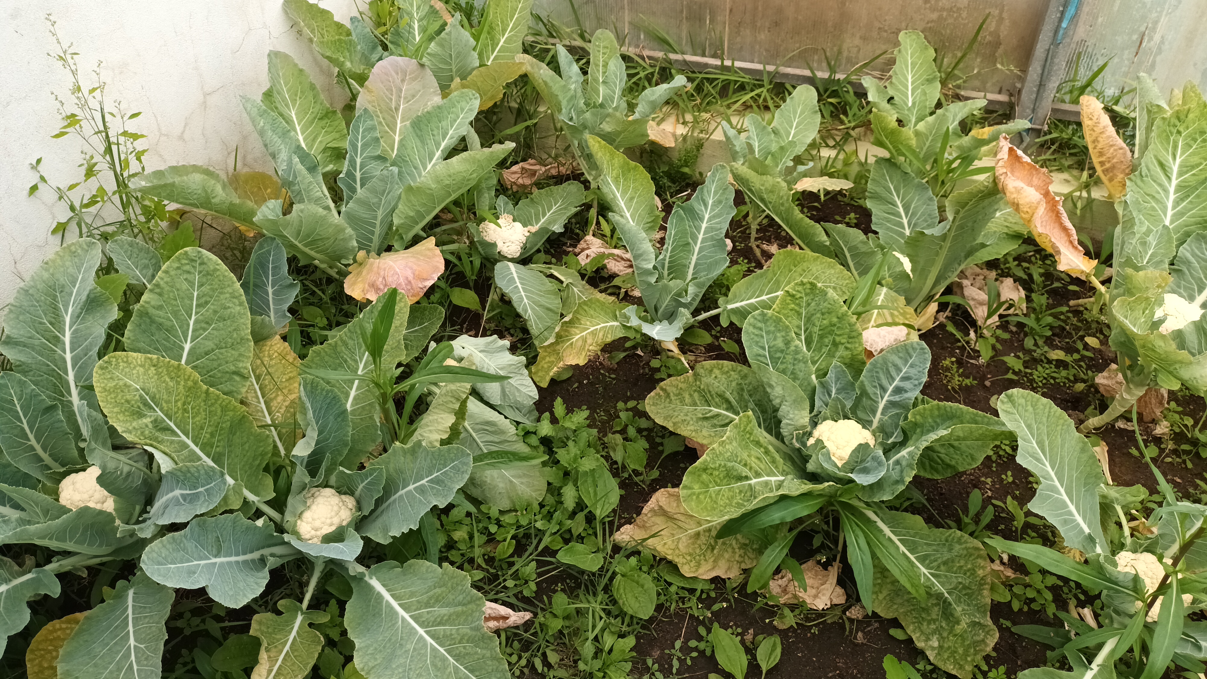 - 25 pés de couve-flor.