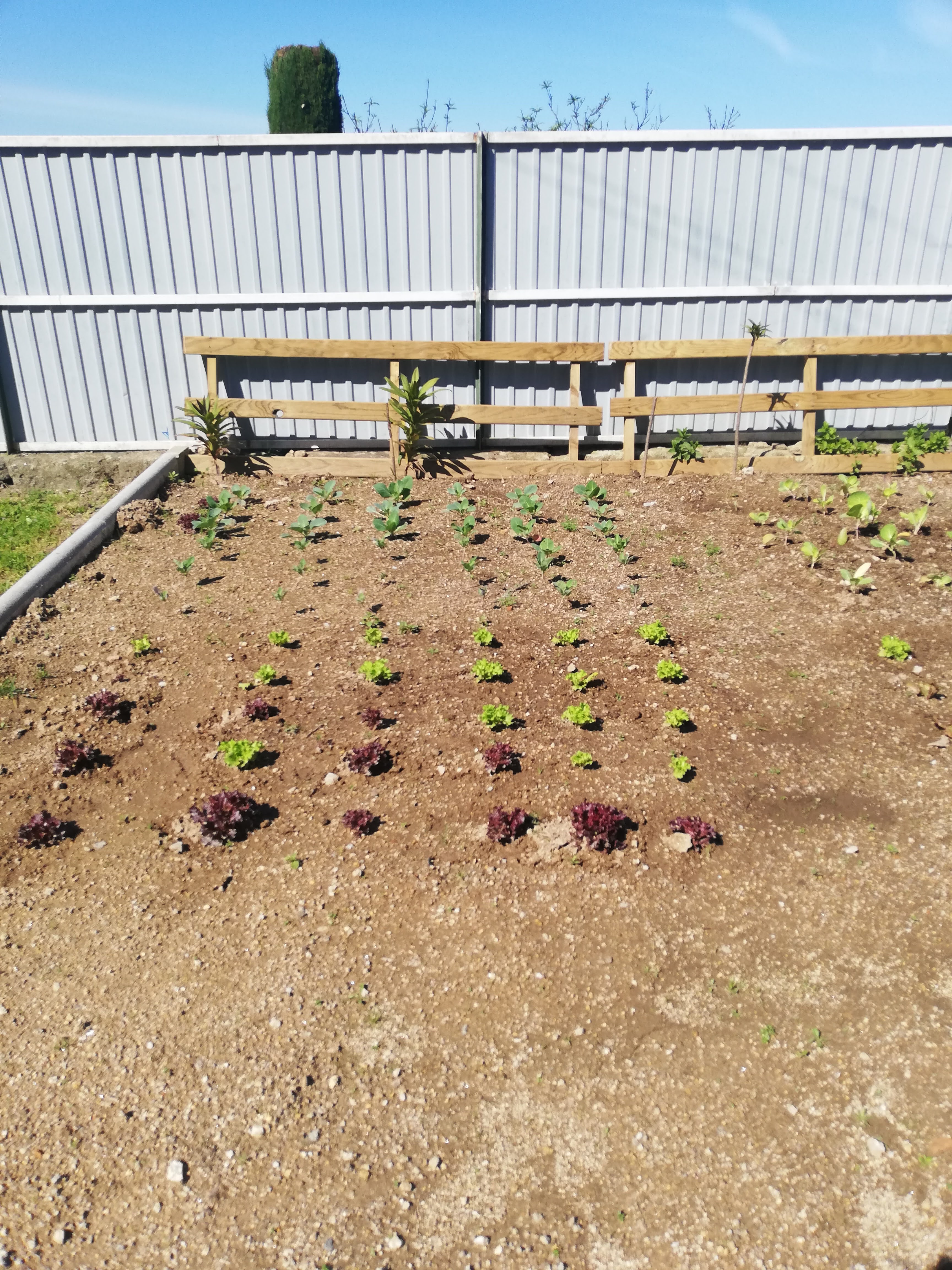 Plantação de alfaces e couves