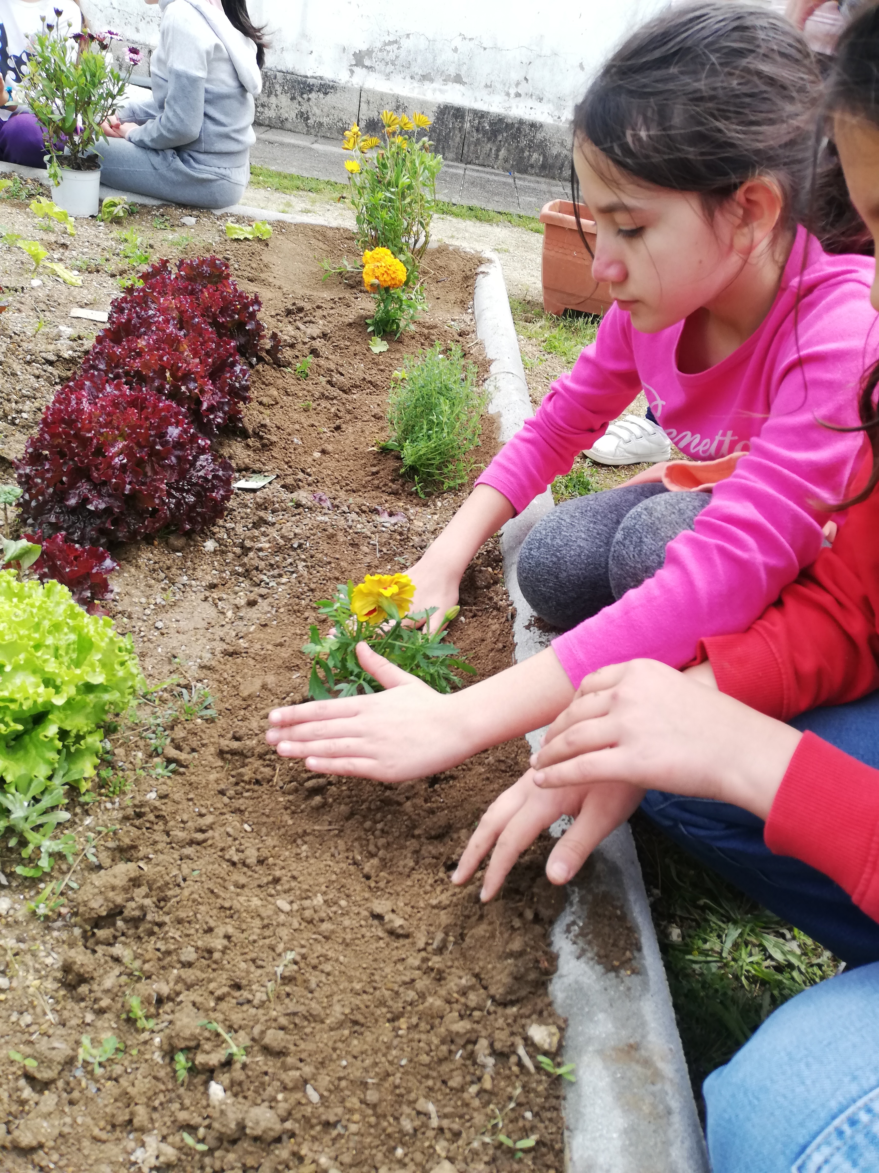 Plantação de flores e ervas aromáticas