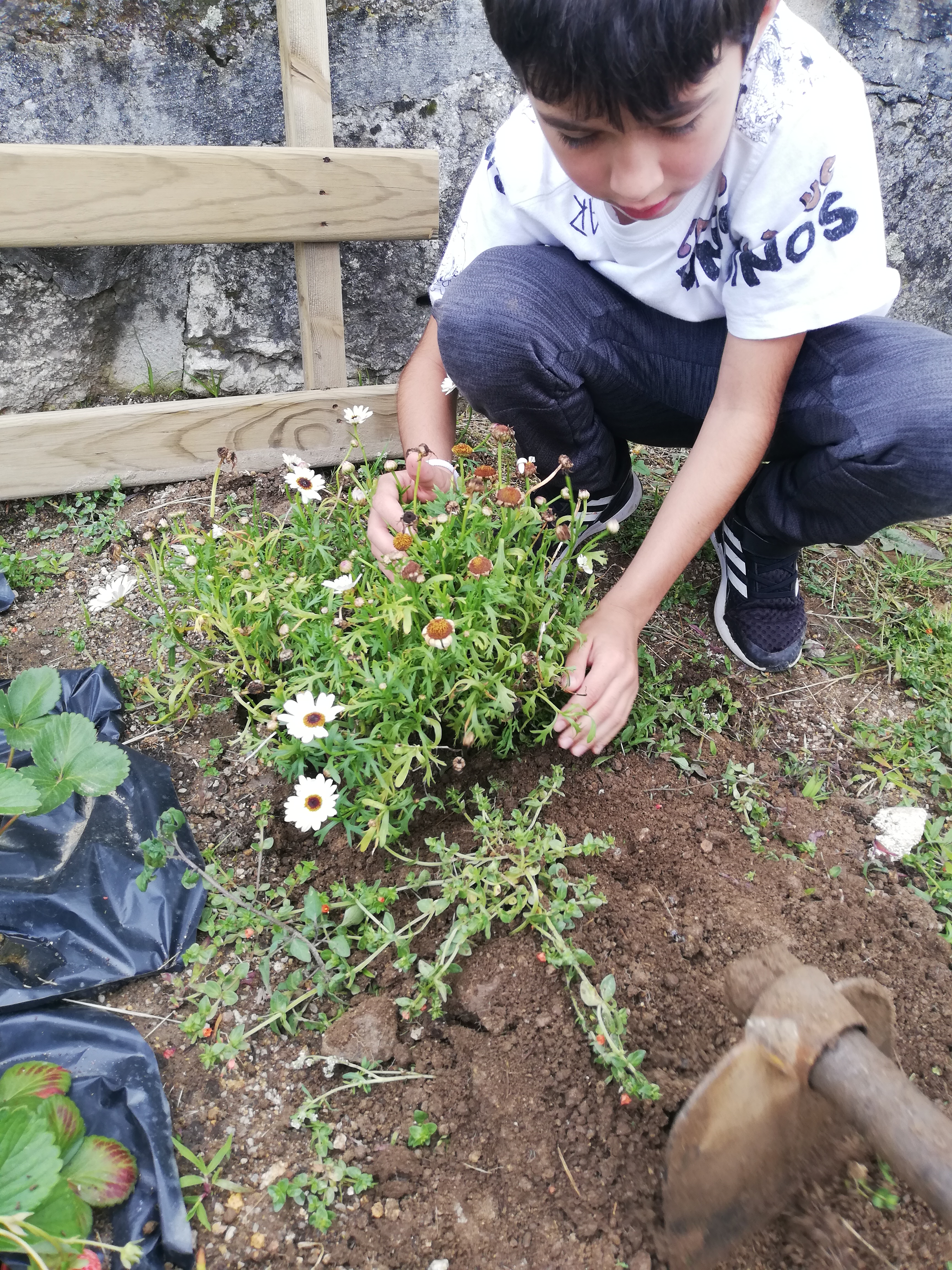 Mais flores na horta.