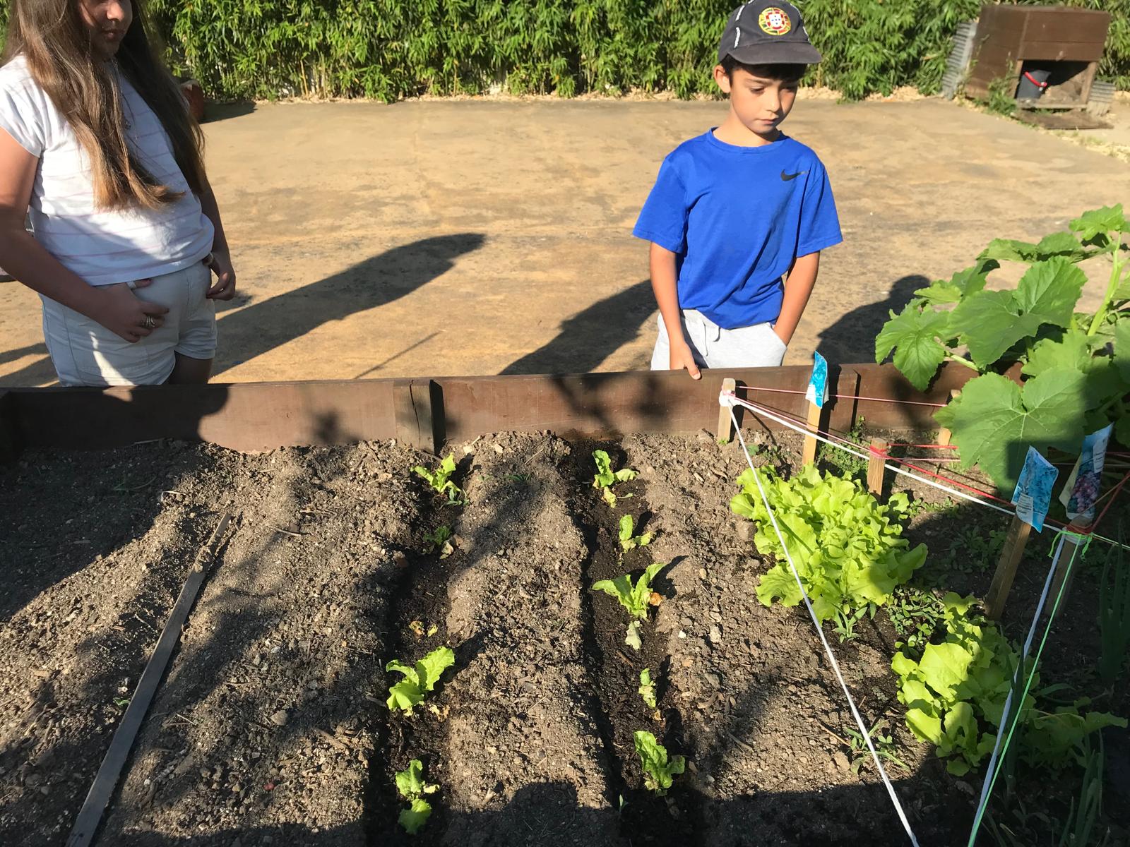 Plantação de abóboras