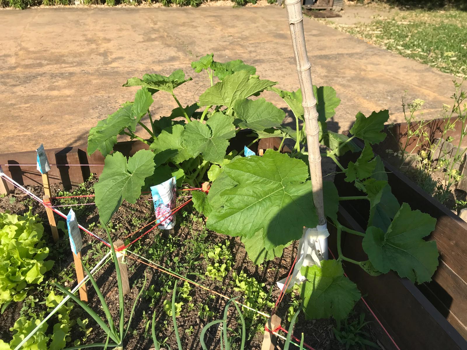 Plantação de alfaces