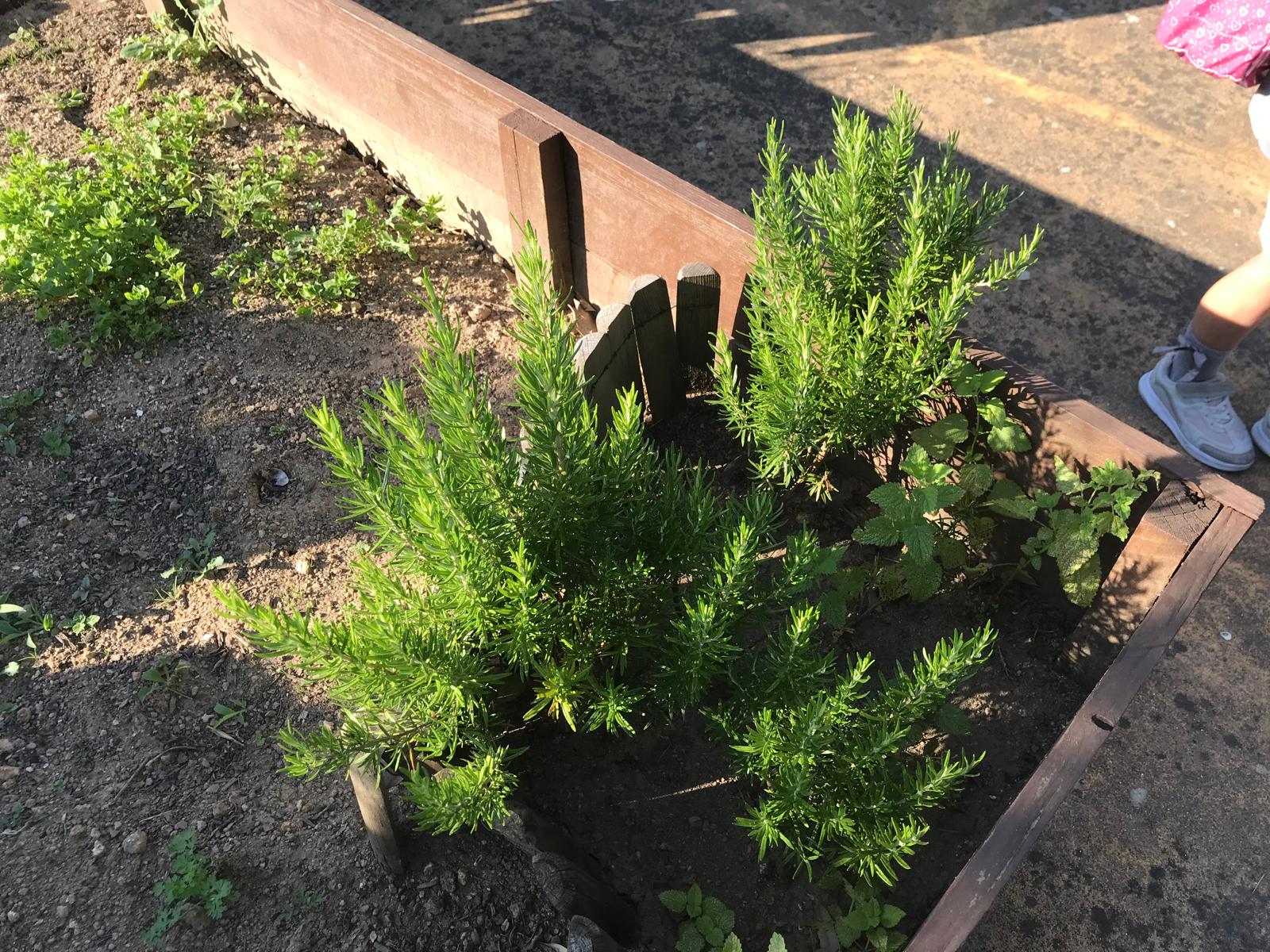 Plantação de couve lombarda