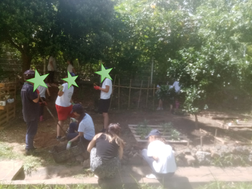 Retorno à horta depois da remodelação 5 - início dos plantios