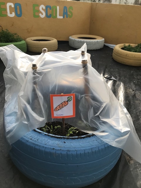 Os alunos plantaram cenouras, fizeram uma placa para identificar e fizemos uma proteção para o frio com plástico e canas