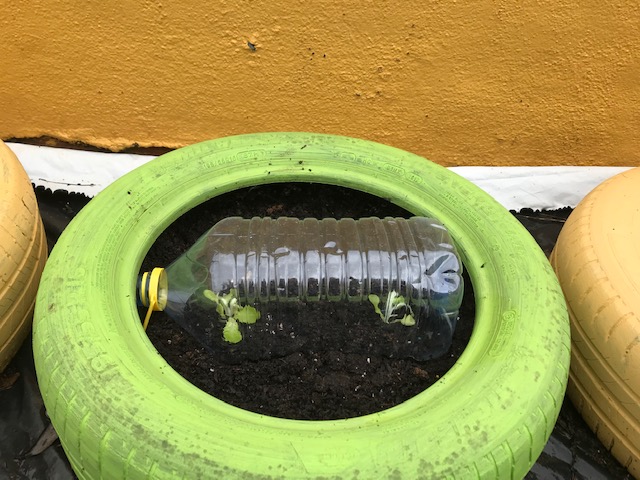 Para proteger as alfaces do frio colocámos garrafões