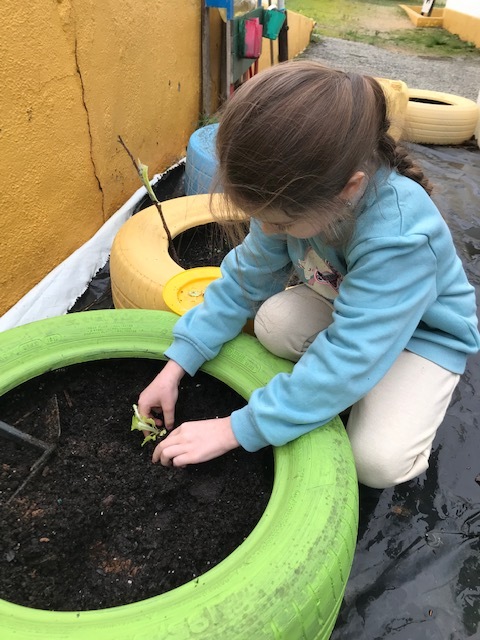 Os alunos plantaram as alfaces que foram semeadas