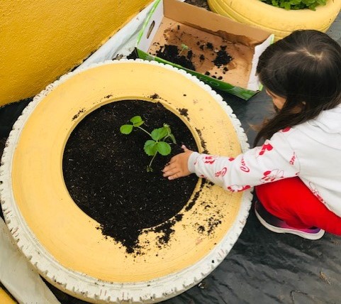 O vizinho deu-nos morangueiros e já estão plantados