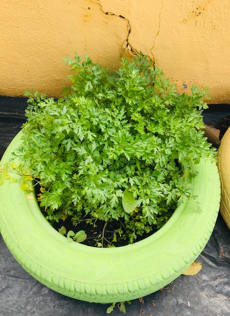 A nossa salsa