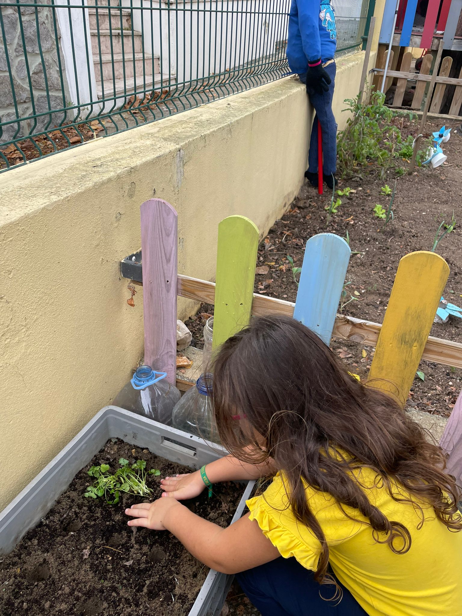 Os alunos a plantar courgettes.