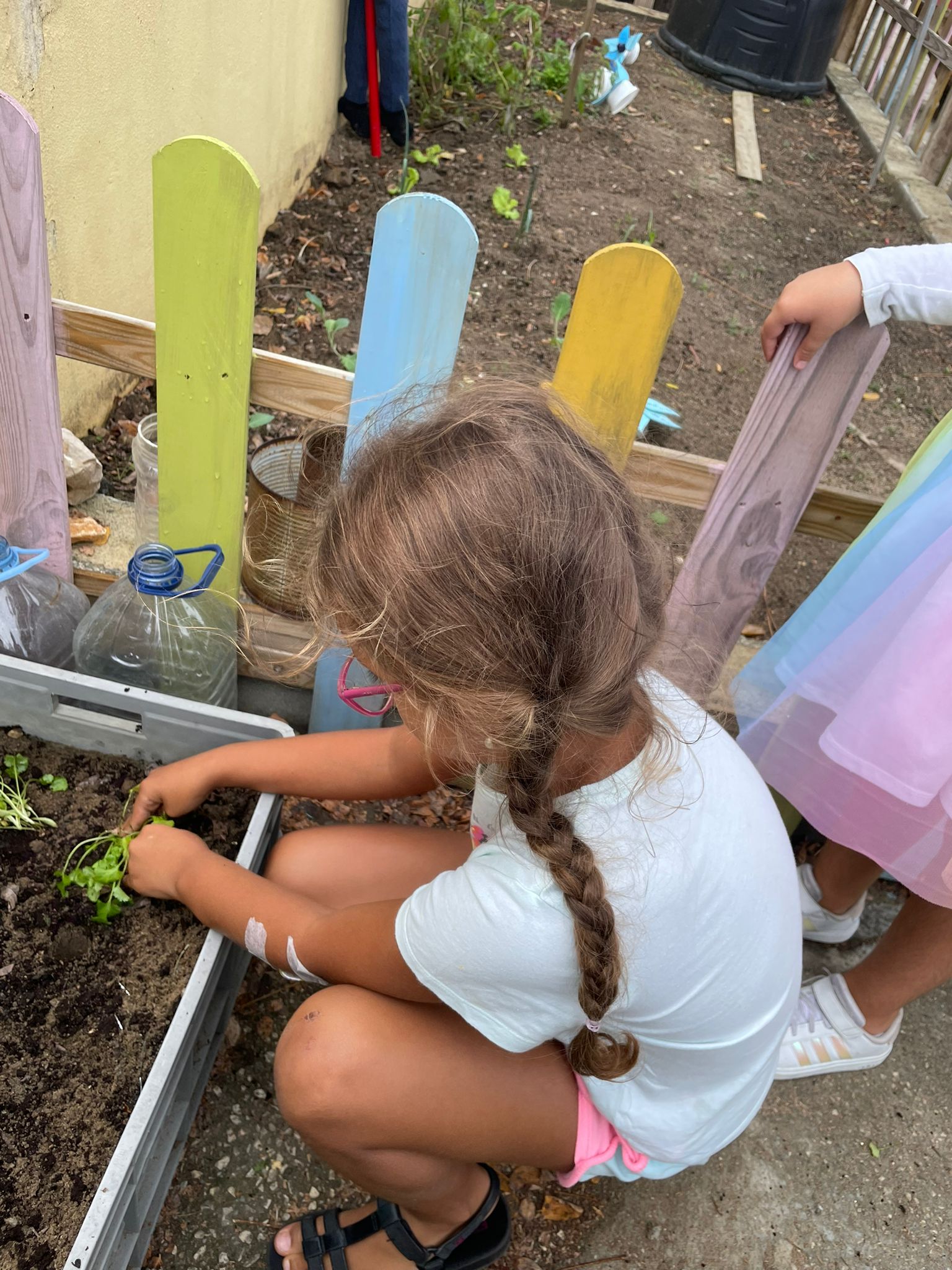 Os alunos a plantar beringelas.