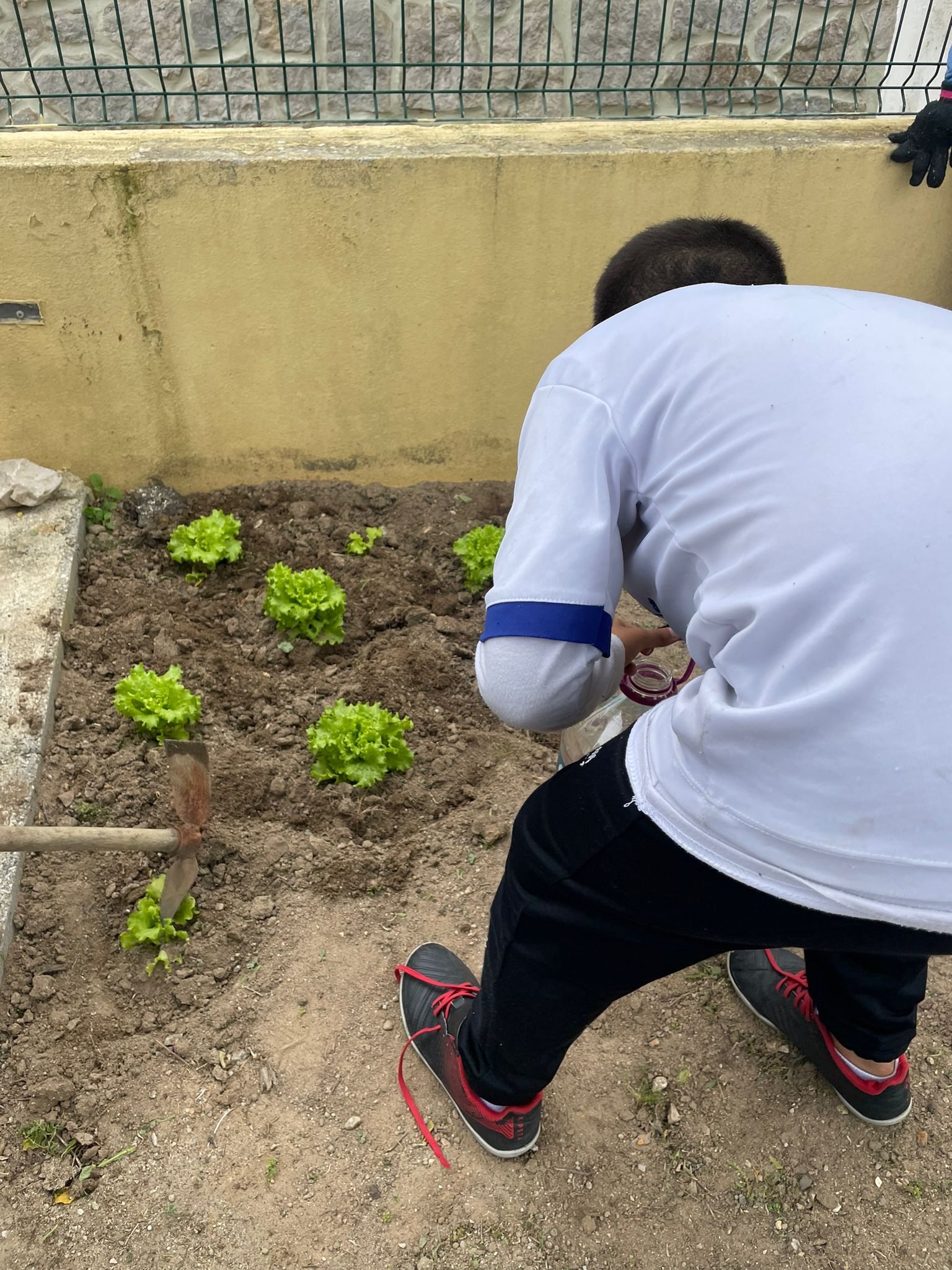 Depois de colhidas as primeiras alfaces, os alunos voltaram a plantar novas alfaces.