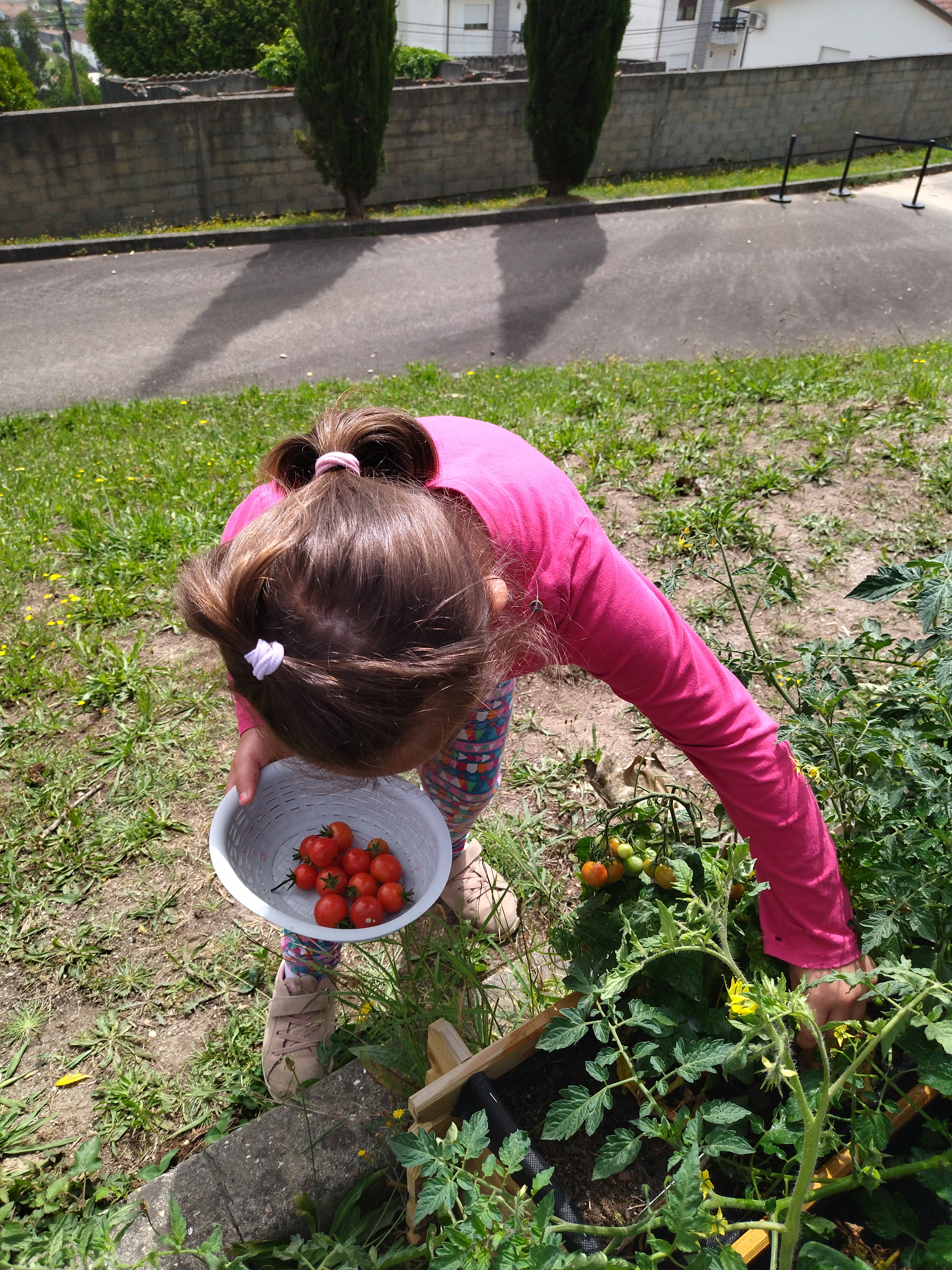 Colher tomates