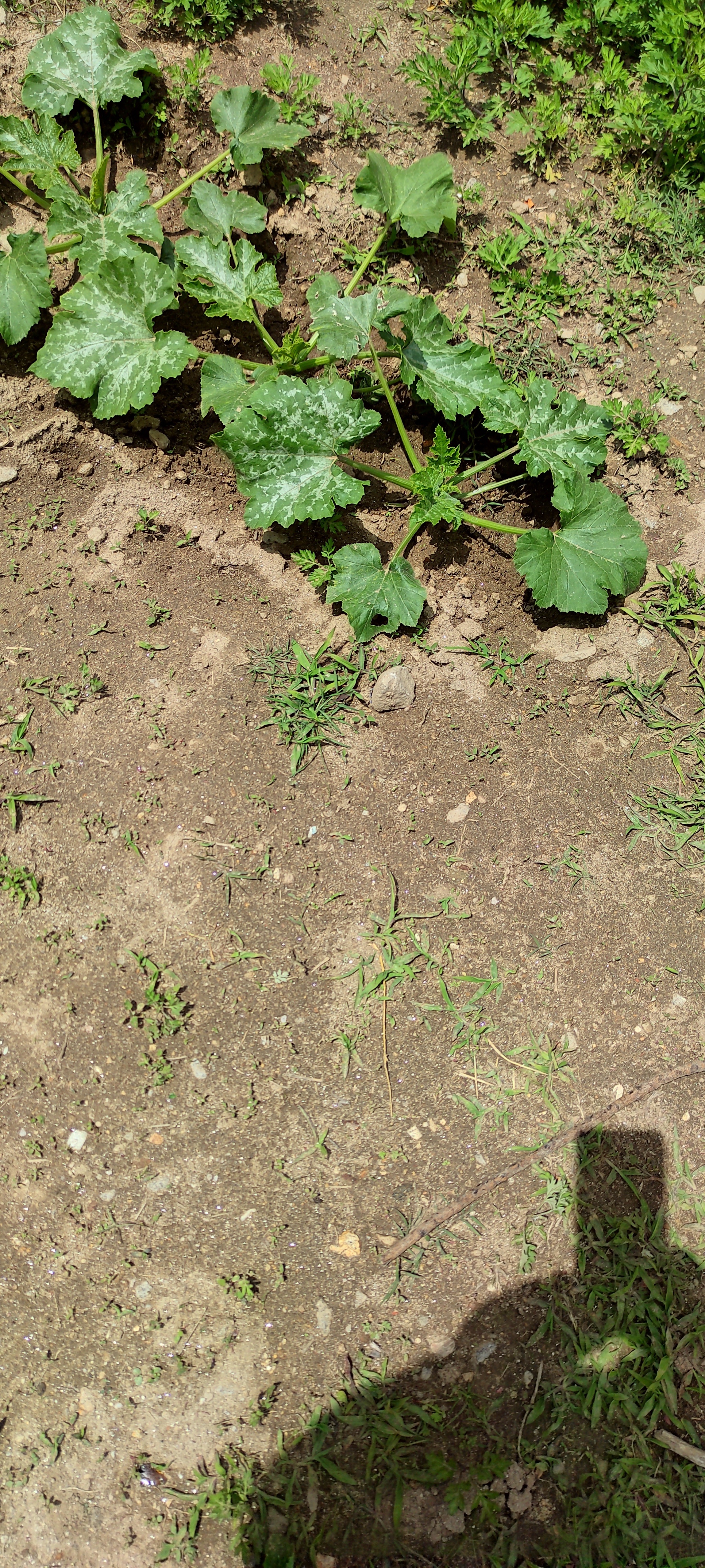 Plantação de legumes.