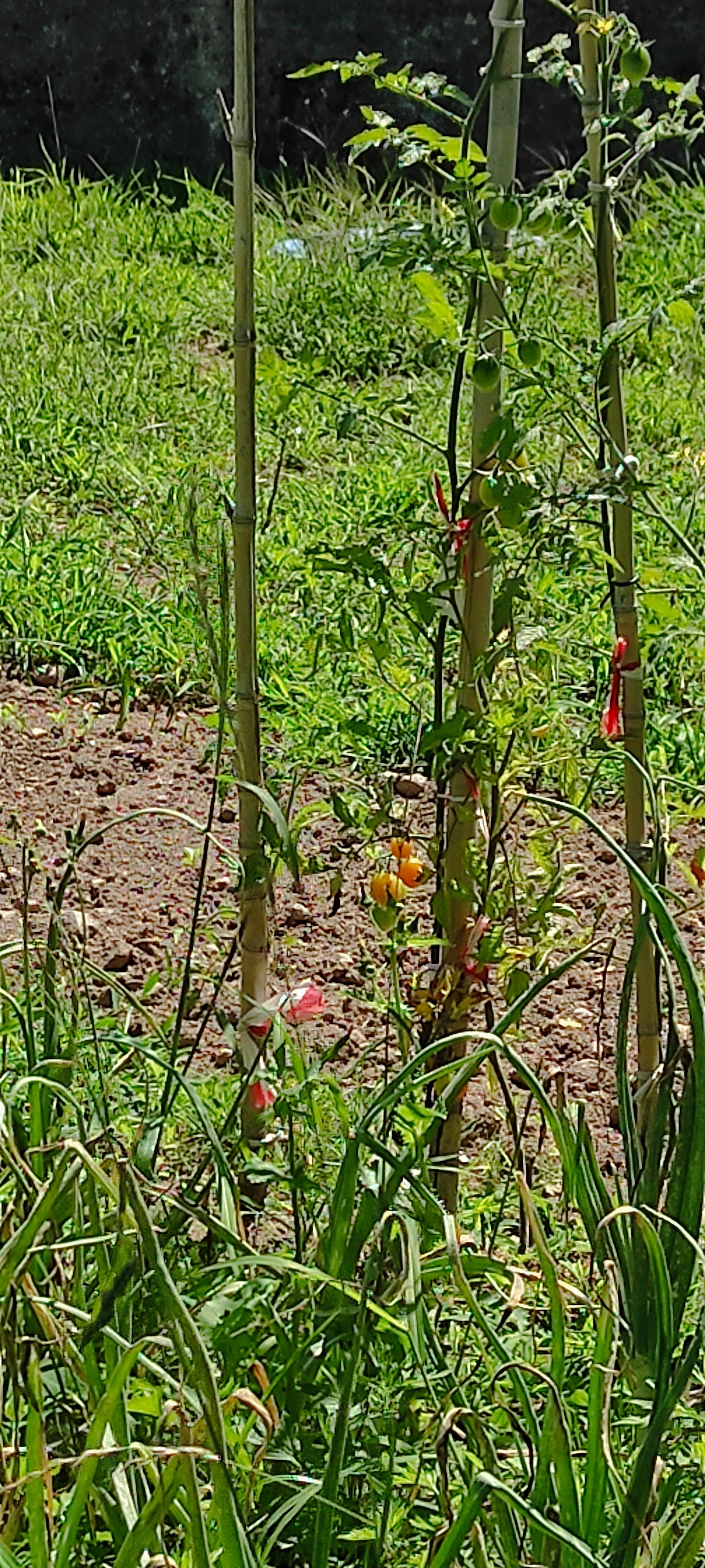 Tomateiros cheio de lindos tomates.