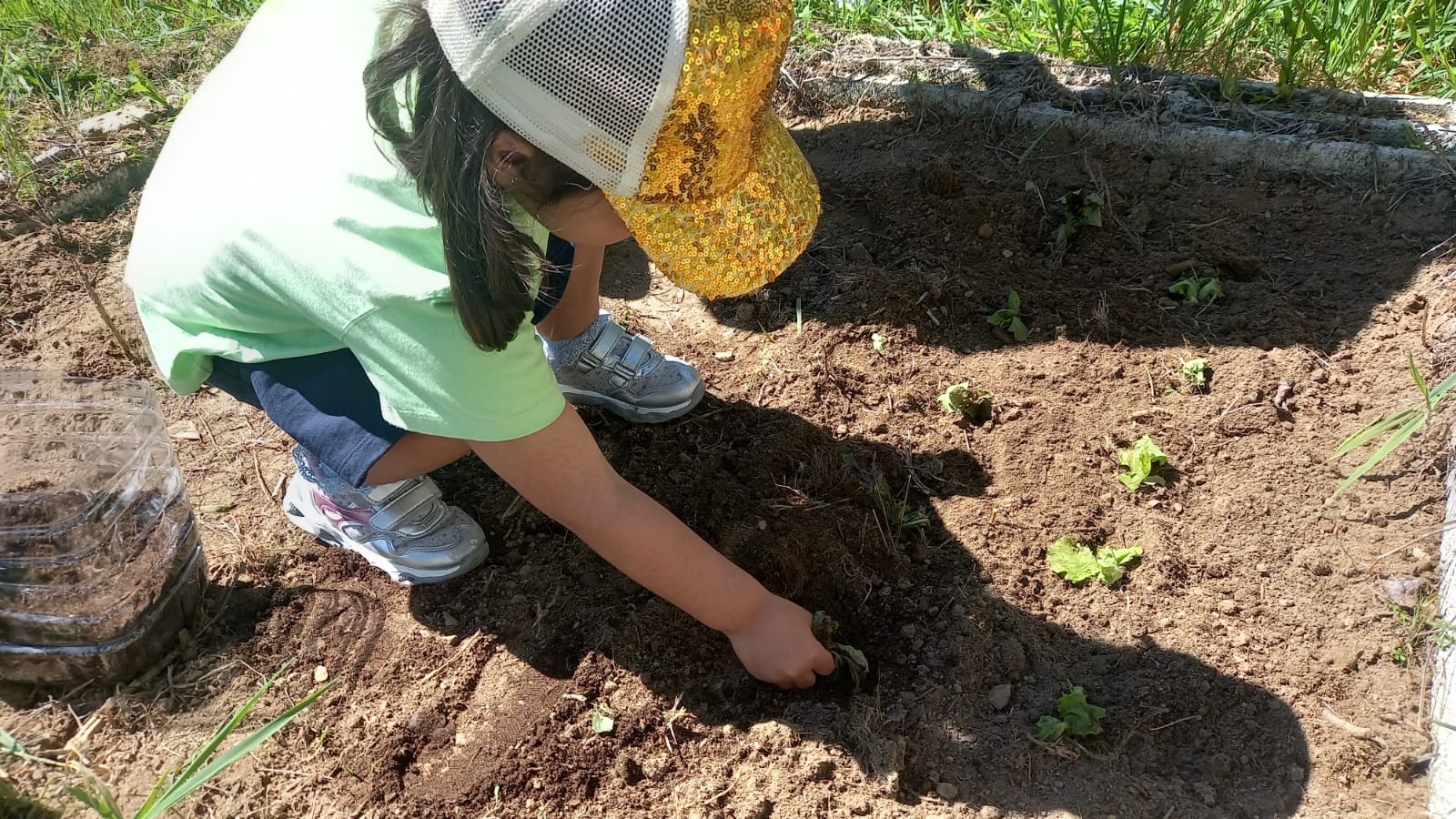 Alface
Plantando as alfaces que semeamos