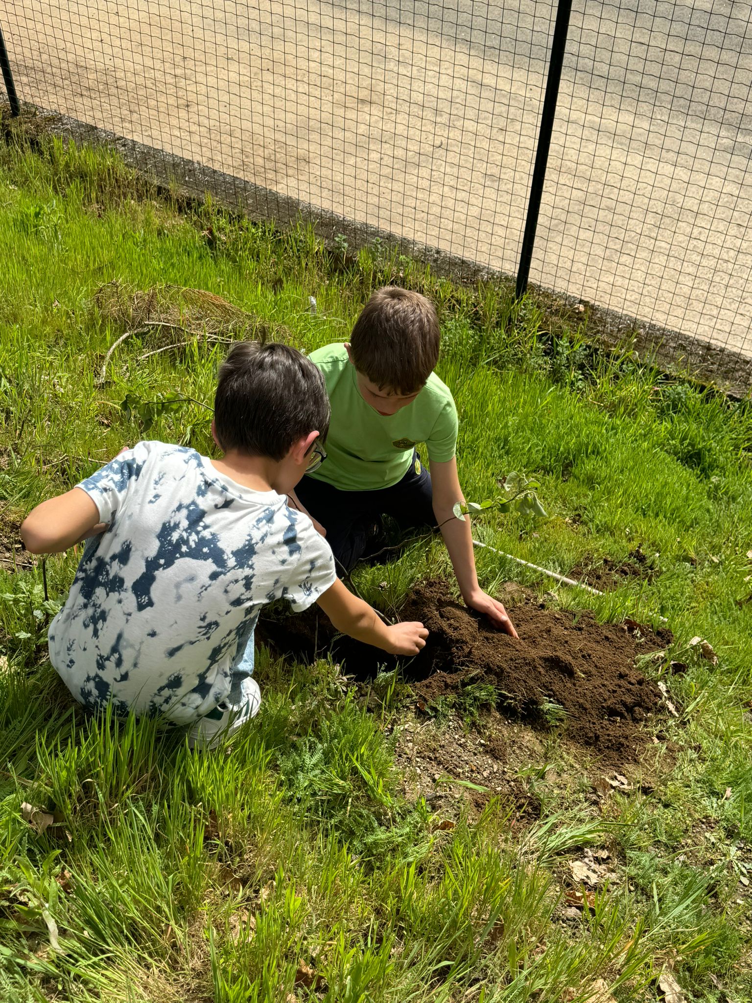 Marmeleiro
Plantando um marmeleiro nos arredores da horta